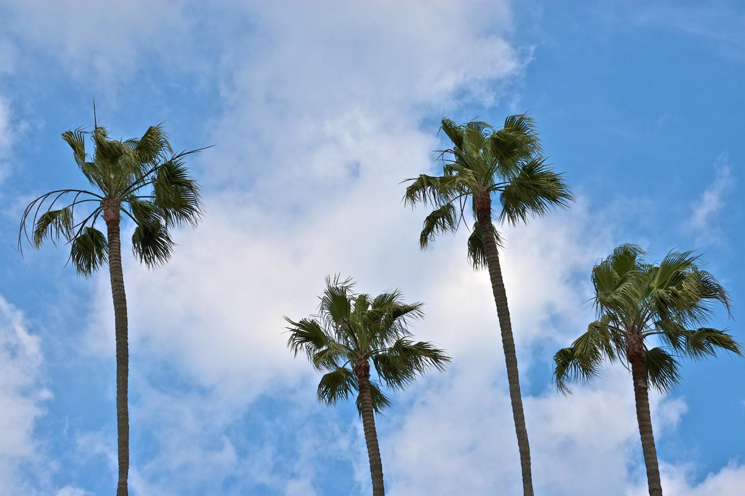 2404x1600 iPhone Wallpaper Tumblr Palm Trees