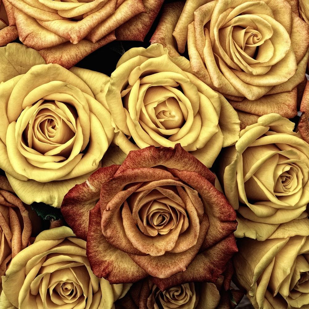 1000x1000 Gold Flower Picture. Download Free Image