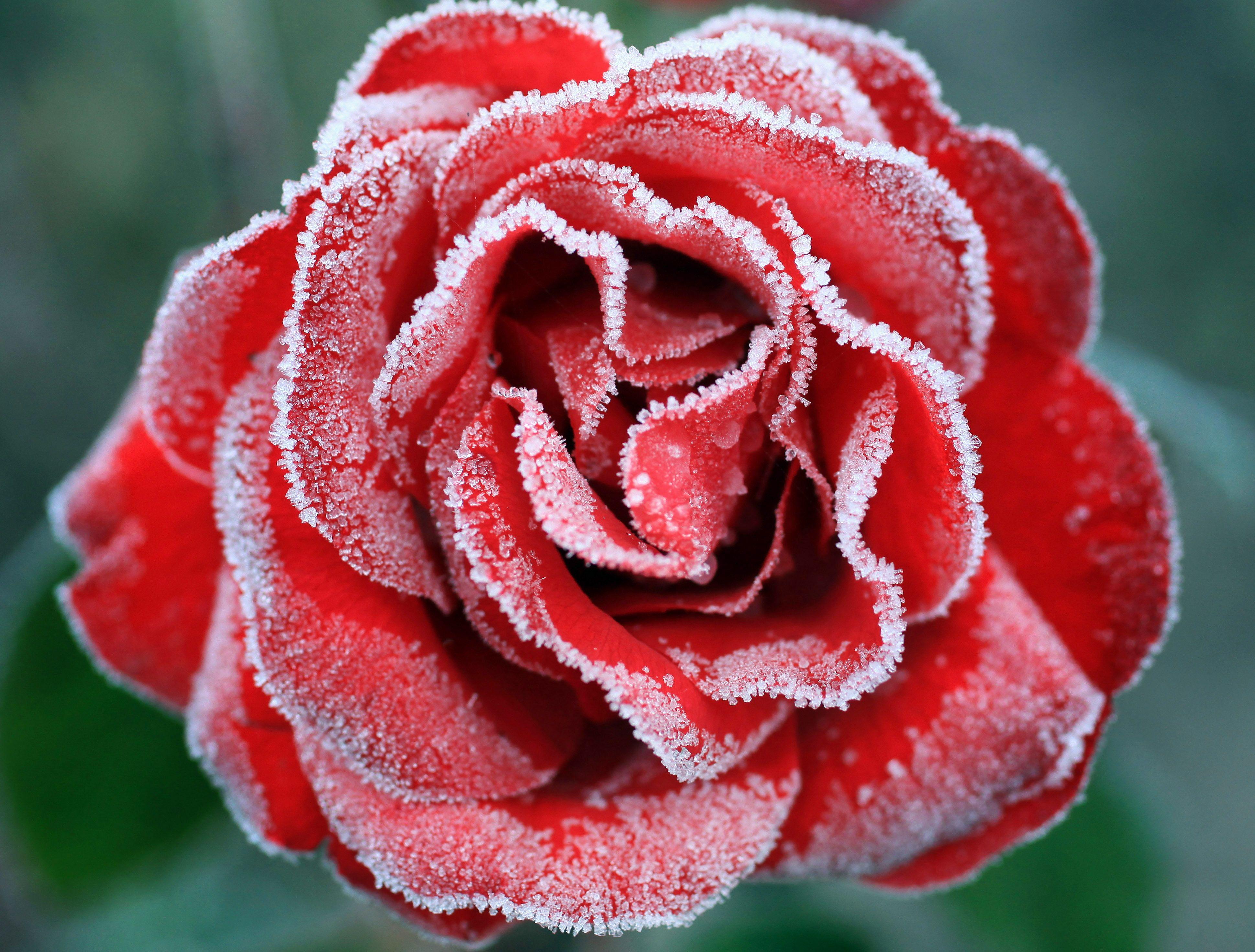 Frozen Rose Wallpapers - Top Free Frozen Rose Backgrounds - WallpaperAccess