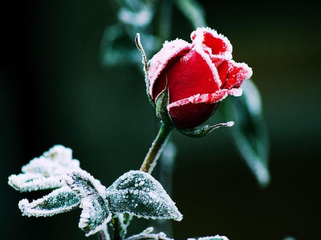 Frozen Rose Wallpapers - Top Free Frozen Rose Backgrounds - WallpaperAccess