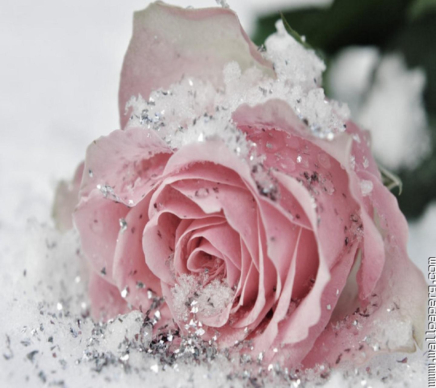 Красивые розы снег. Зимние цветы. Красивые зимние цветы. Цветы в снегу.