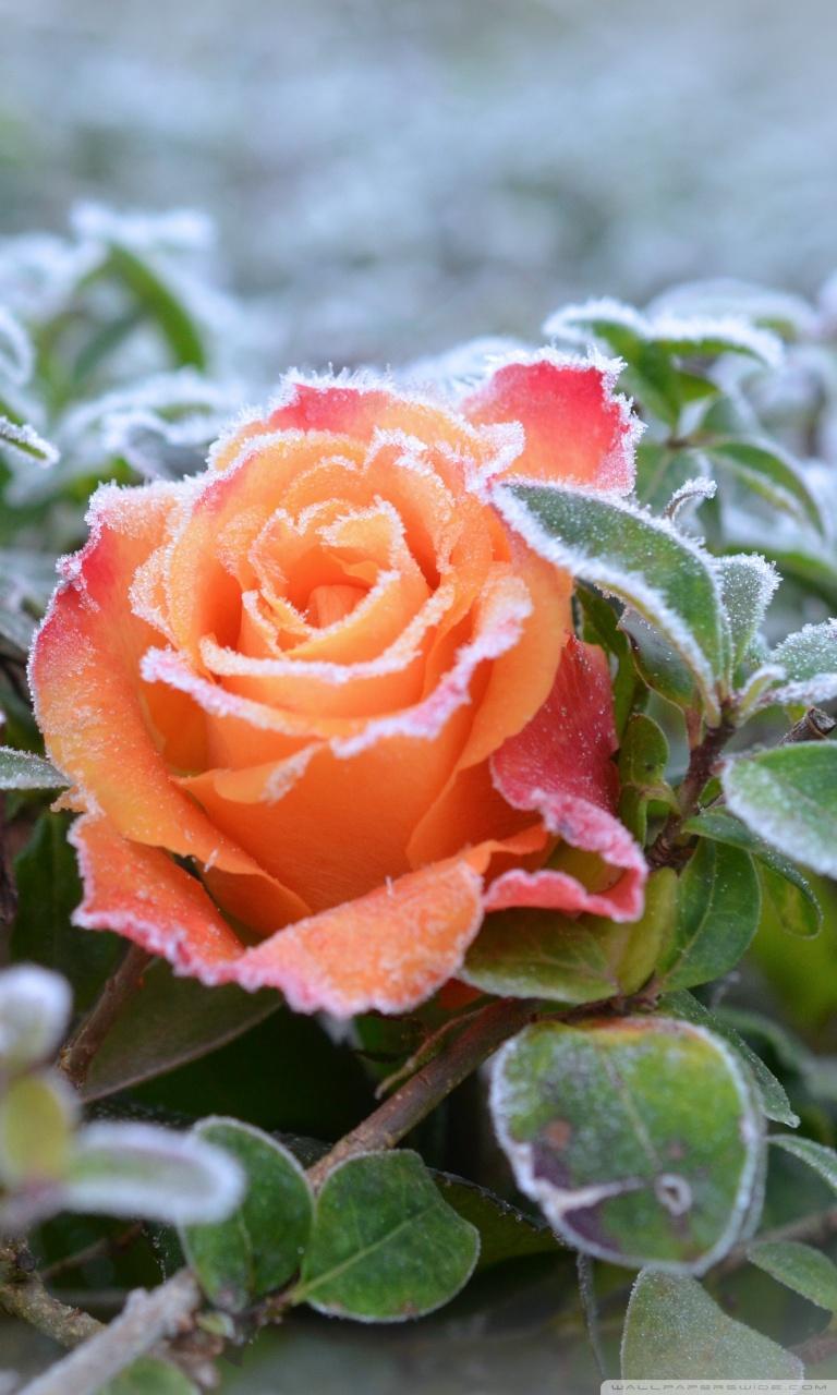 768x1280 Frozen Rose Ultra HD Desktop Background Wallpaper for 4K UHD TV : Widescreen & UltraWide Desktop & Laptop : Multi Display, Dual Monitor : Tablet