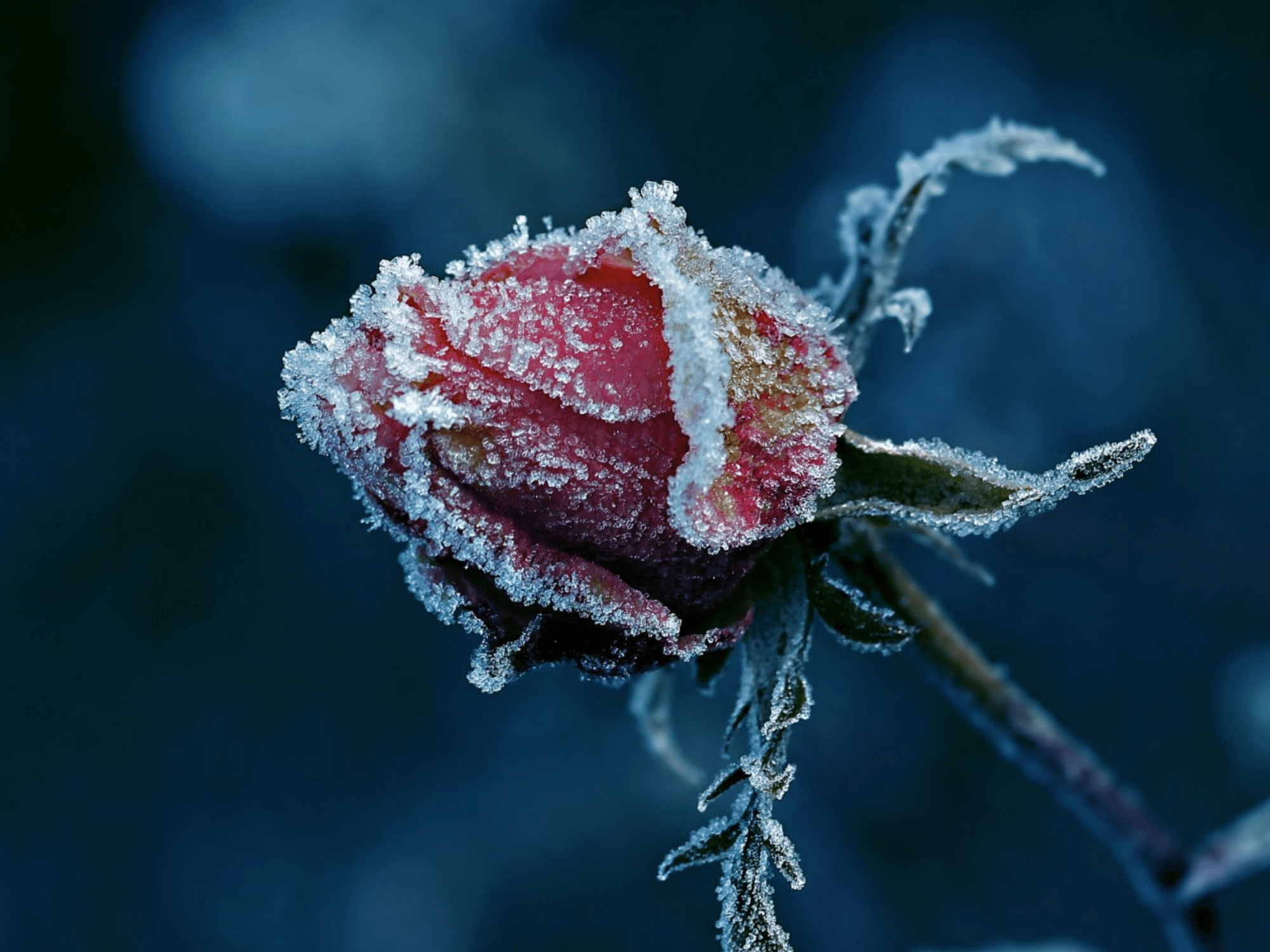 Frozen Rose Wallpapers - Top Free Frozen Rose Backgrounds - WallpaperAccess