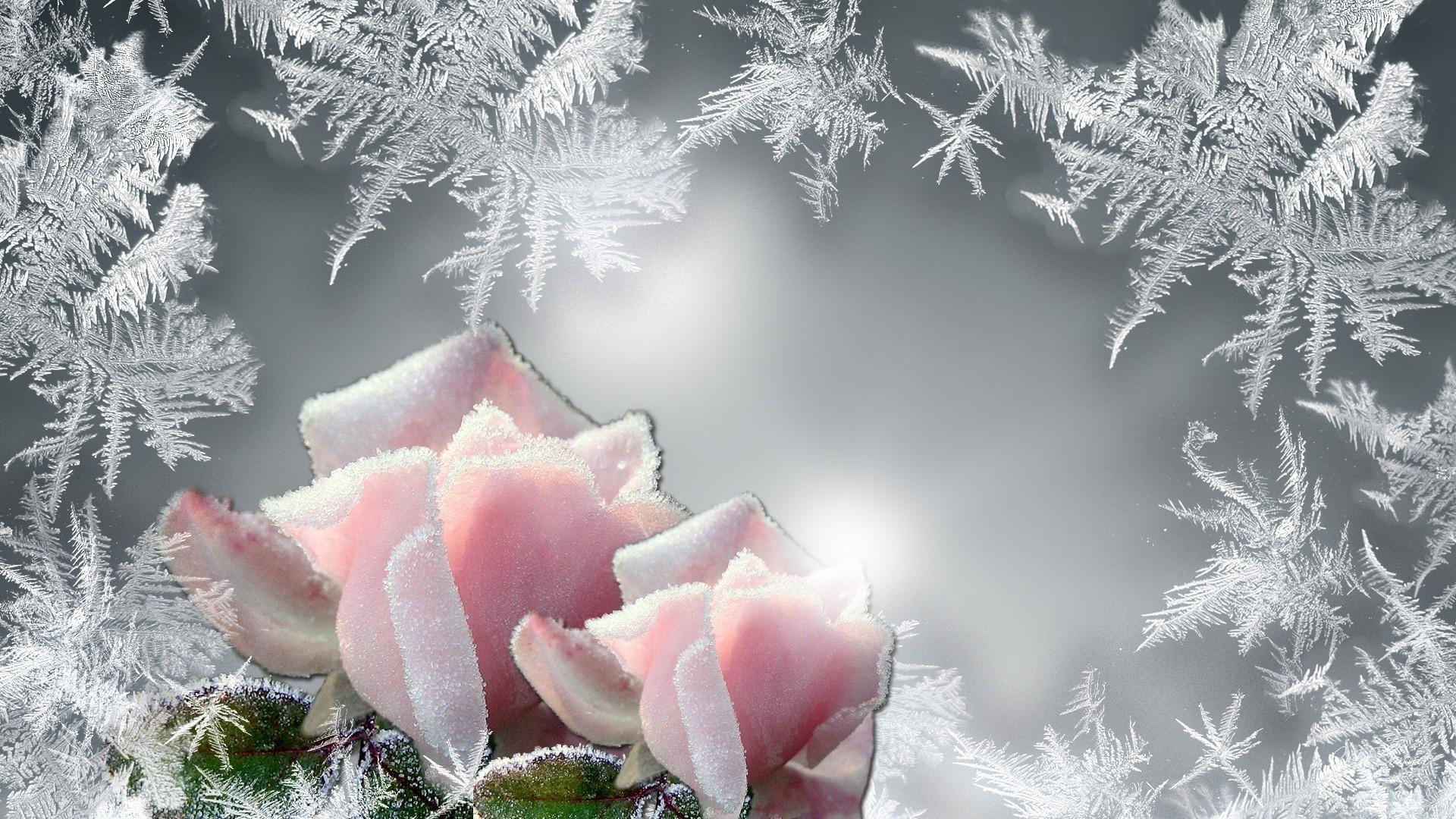 1920x1080 Persona Rose Roses Glow Cold Frozen Frost Bright Firefox Flowers Wallpaper Background HD Wallpaper