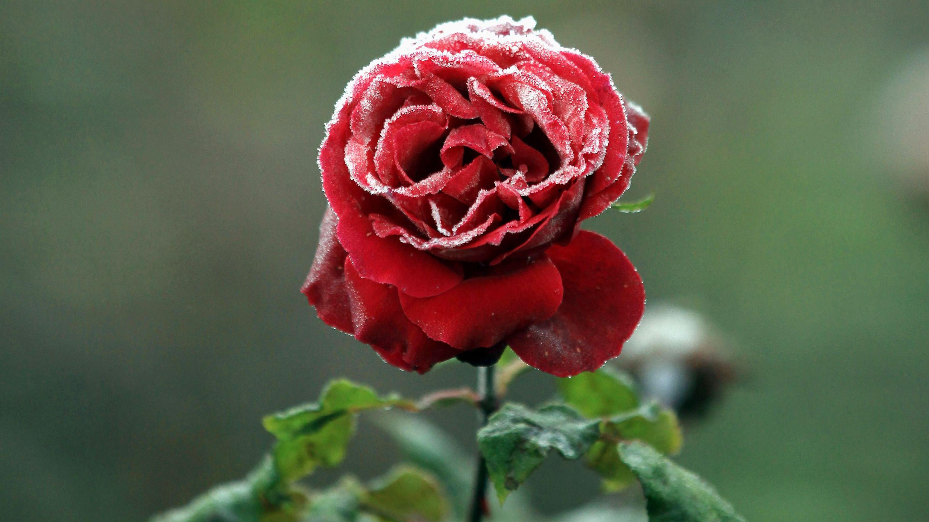 3160x1778 #Red Rose, #Frozen. Mocah HD Wallpaper