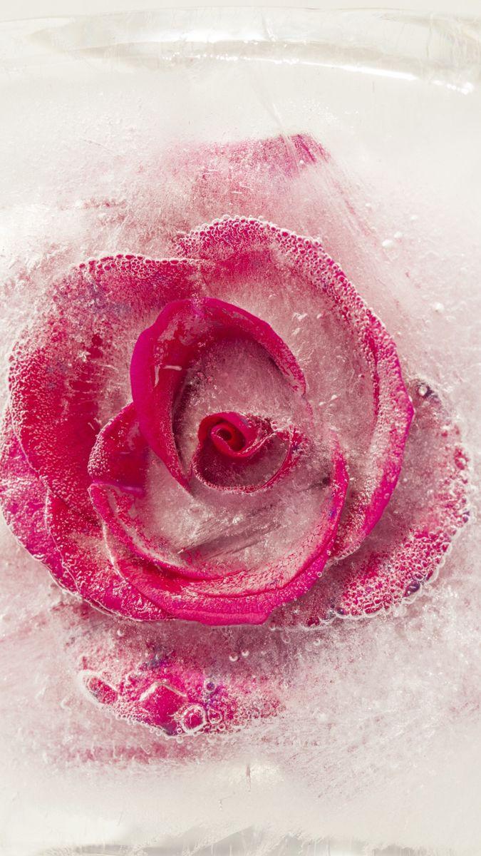675x1200 Ice rose