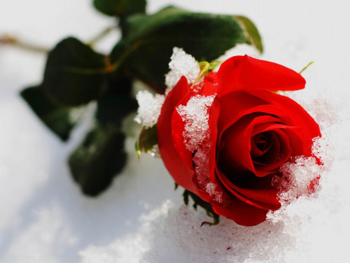 Frozen Rose Wallpapers - Top Free Frozen Rose Backgrounds - WallpaperAccess