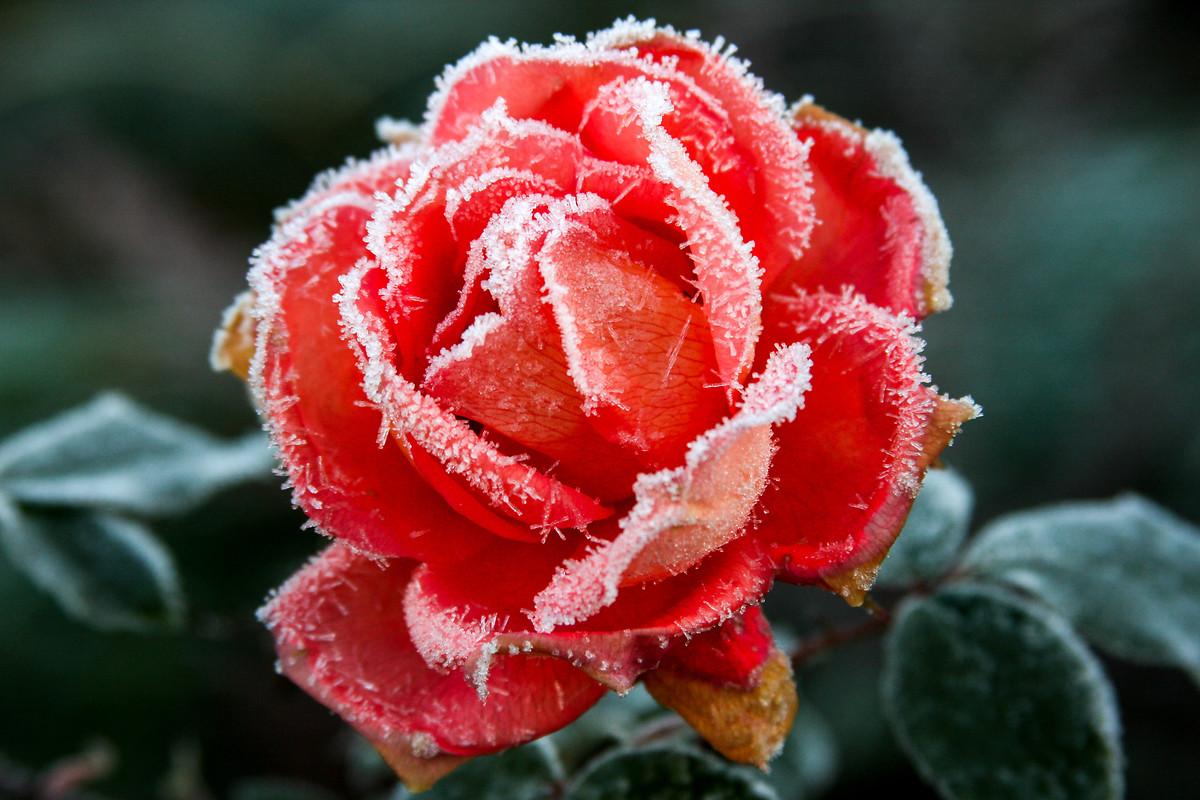 Frozen Rose Wallpapers - Top Free Frozen Rose Backgrounds - WallpaperAccess