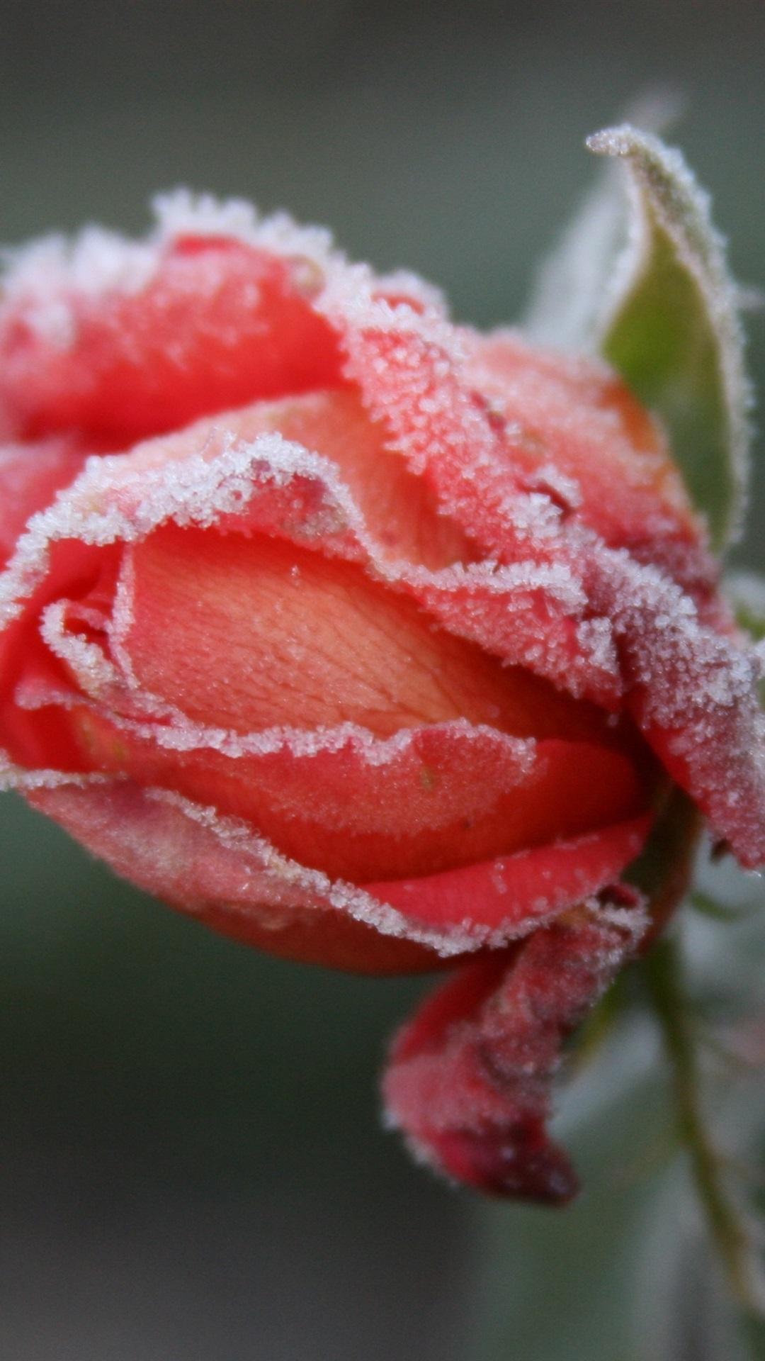 Frozen Rose Wallpapers - Top Free Frozen Rose Backgrounds - WallpaperAccess