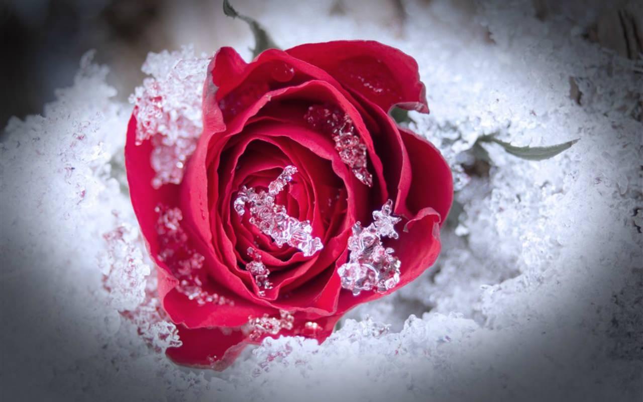 Frozen Rose Wallpapers - Top Free Frozen Rose Backgrounds - WallpaperAccess