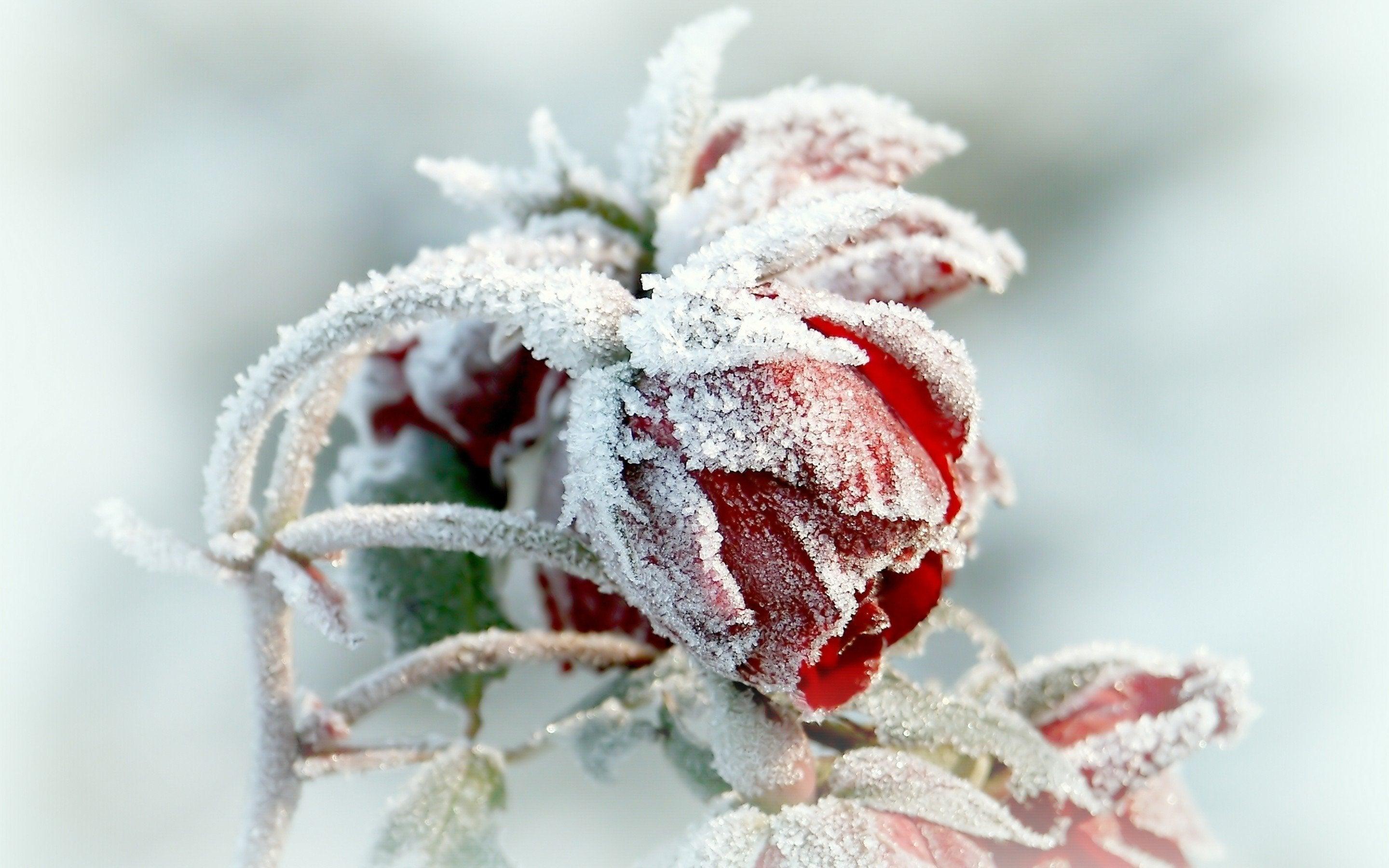 Frozen Rose Wallpapers - Top Free Frozen Rose Backgrounds - WallpaperAccess