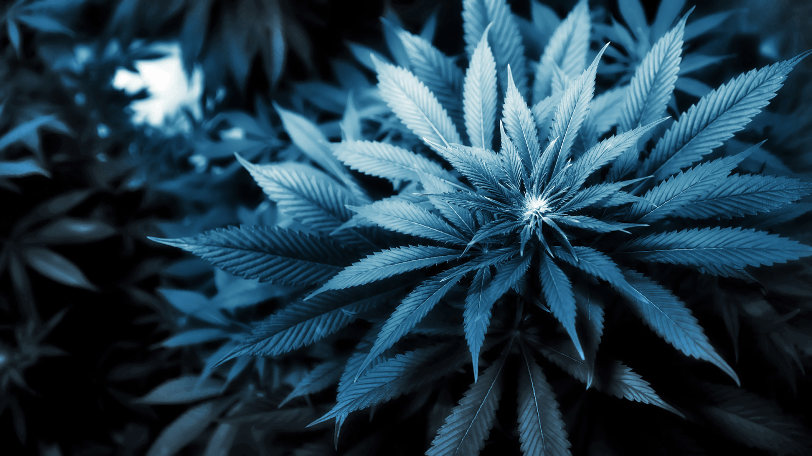 1600x900 Weed 3D Ultra HD for (Android) Free Download on MoboMarket