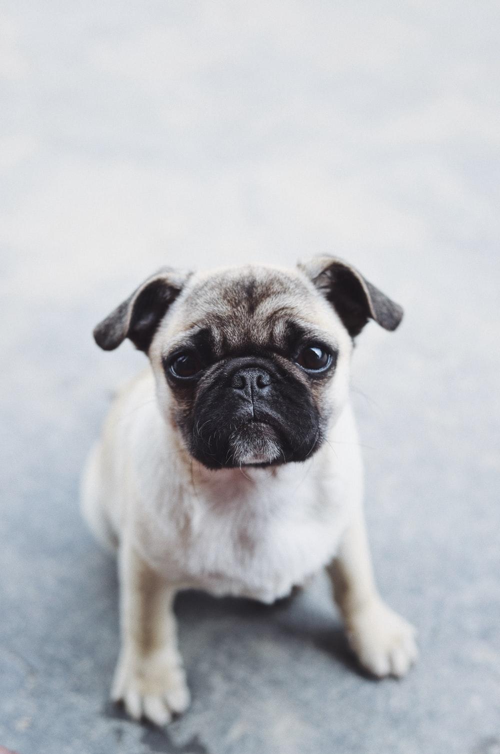 1000x1506 Pug Wallpaper: Free HD Download [HQ]