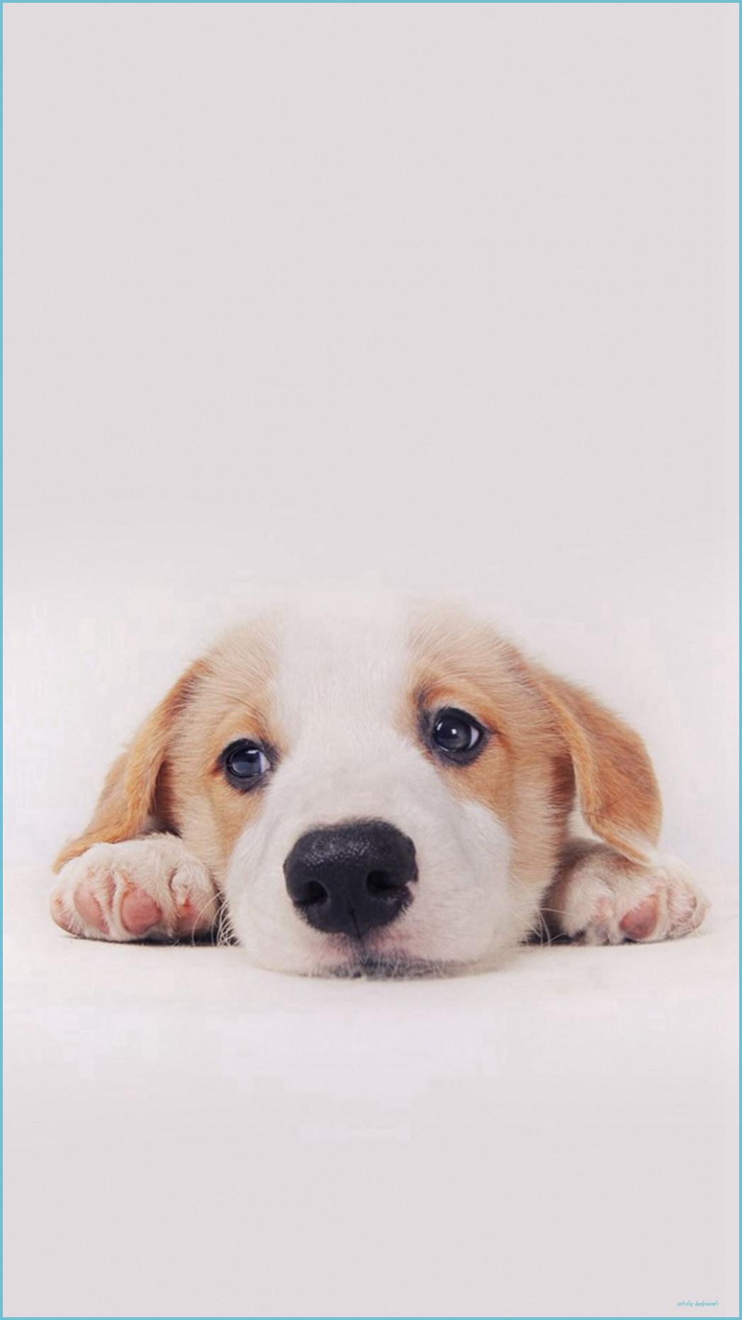 1047x1862 Cute Puppy Dog Pet IPhone 12 Wallpaper Download IPhone Wallpaper Dog Background