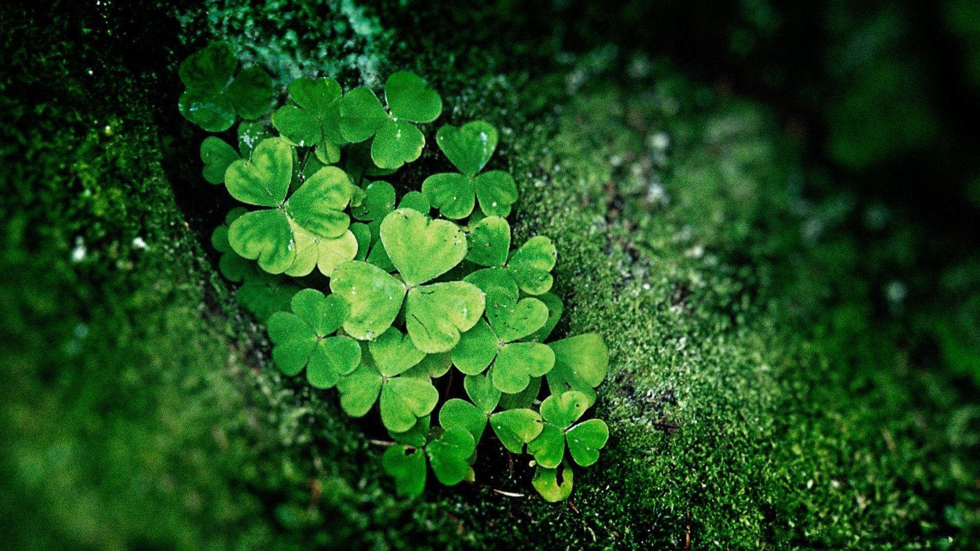 1920x1080 Shamrock Tag wallpaper: Photography Green Nature Shamrock Leaves