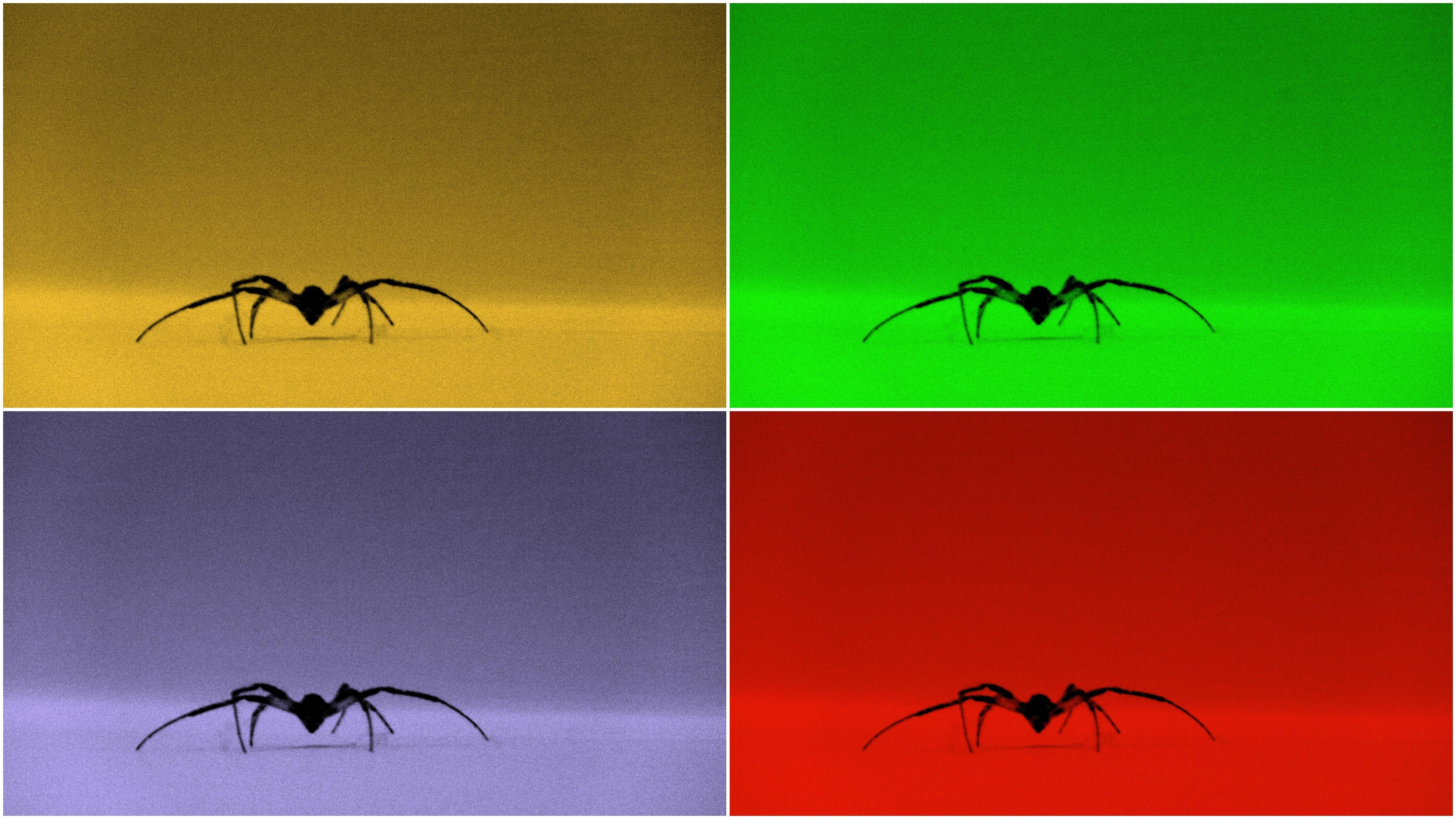 5120x2880 spiders klaipeda 5120x2880 wallpaper High Quality Wallpaper, High Definition Wallpaper