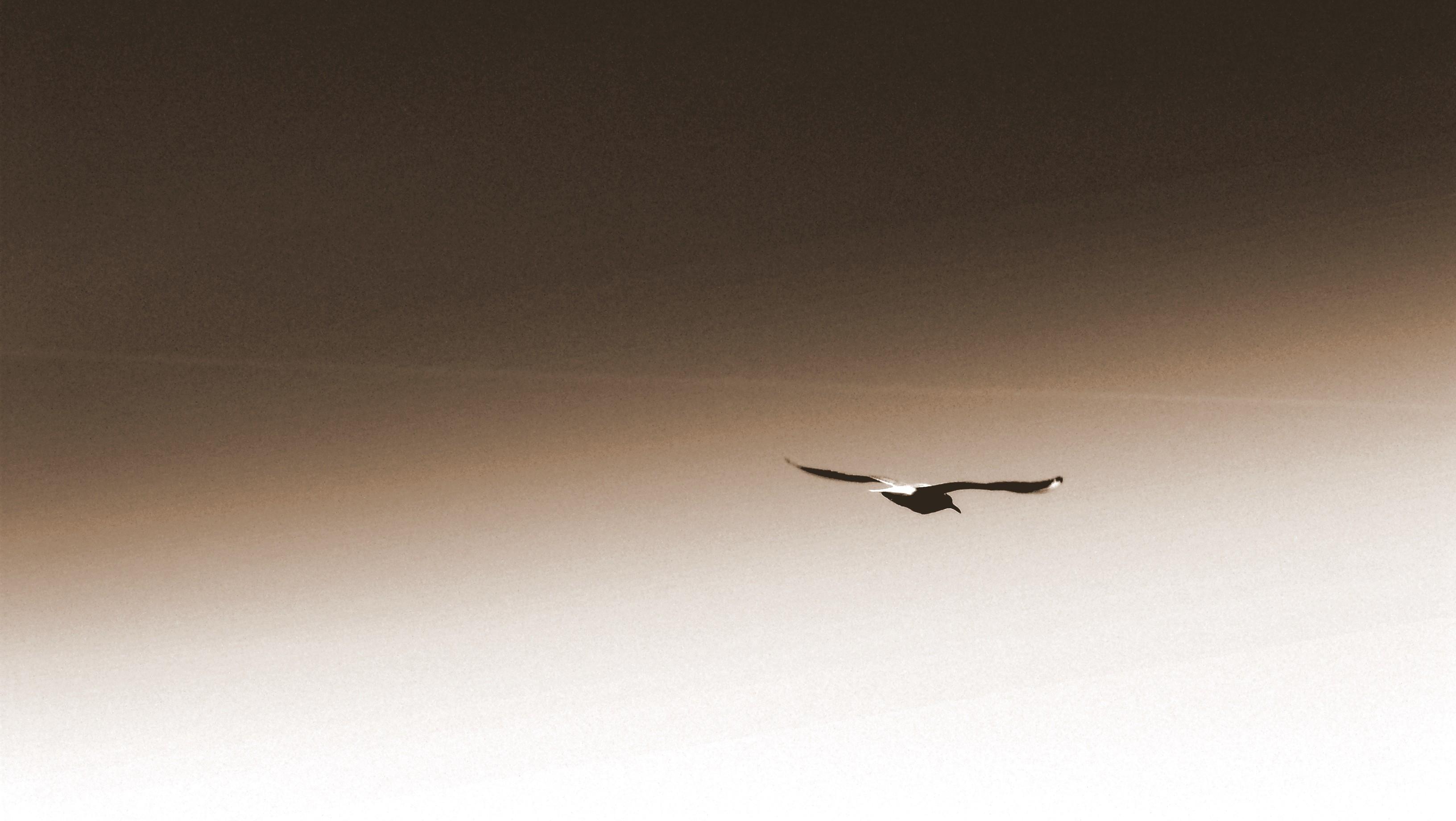3264x1840 seagulls klaipeda 3264x1840 wallpaper High Quality Wallpaper, High Definition Wallpaper
