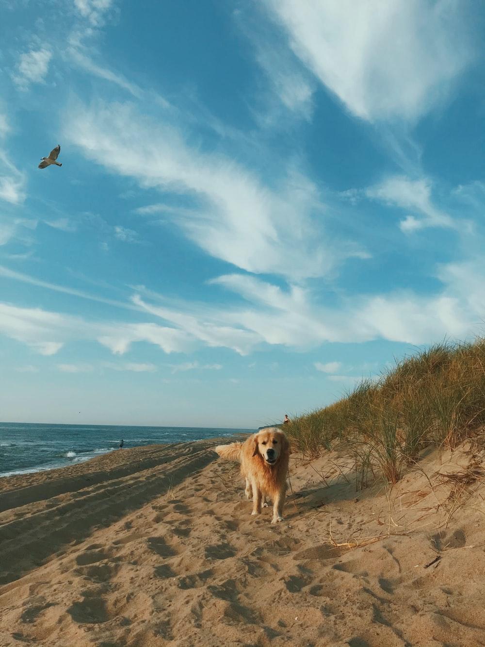 1000x1333 brown dog on beach shore during daytime photo