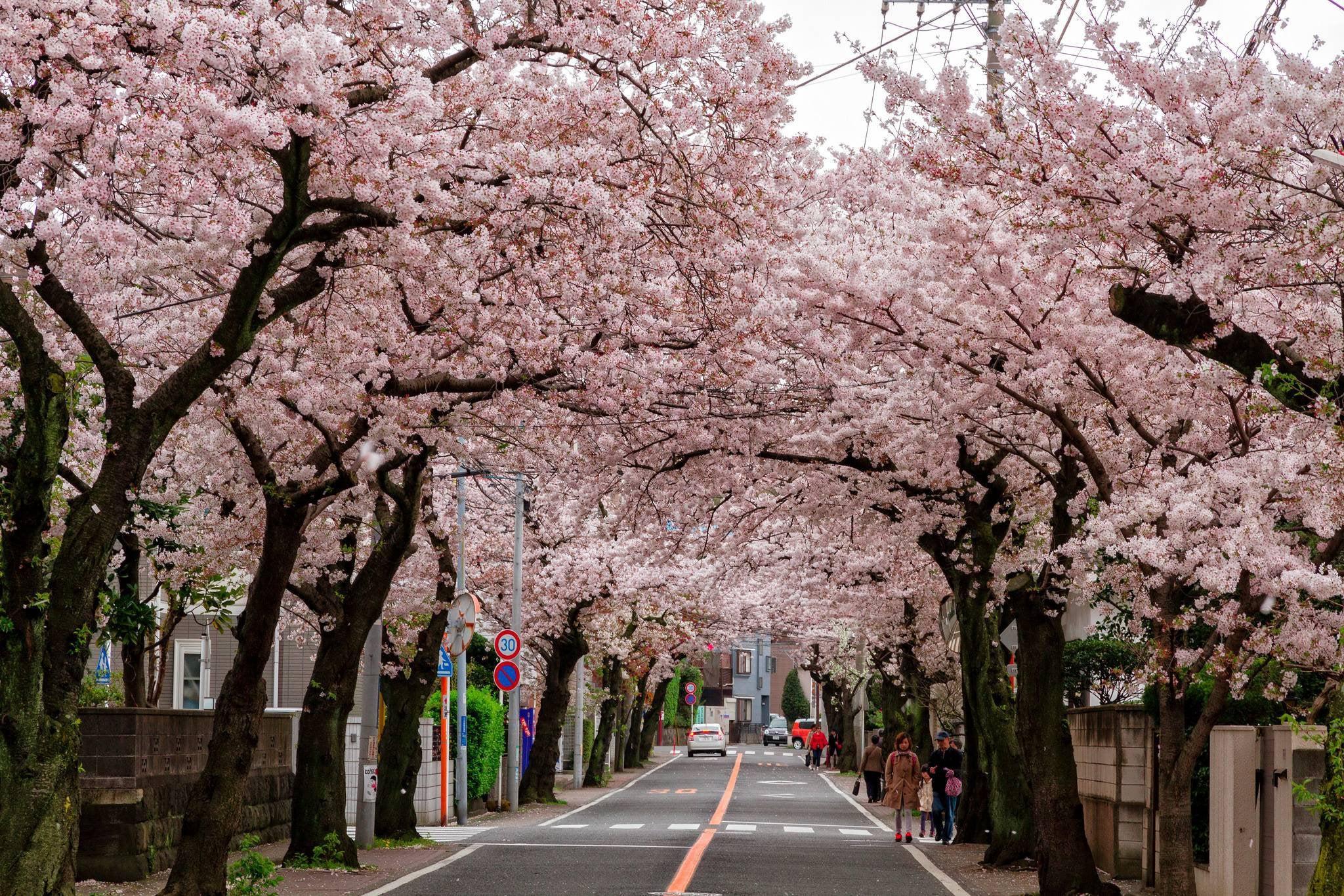 2048x1365 Cherry blossom tunnel in Tokyo