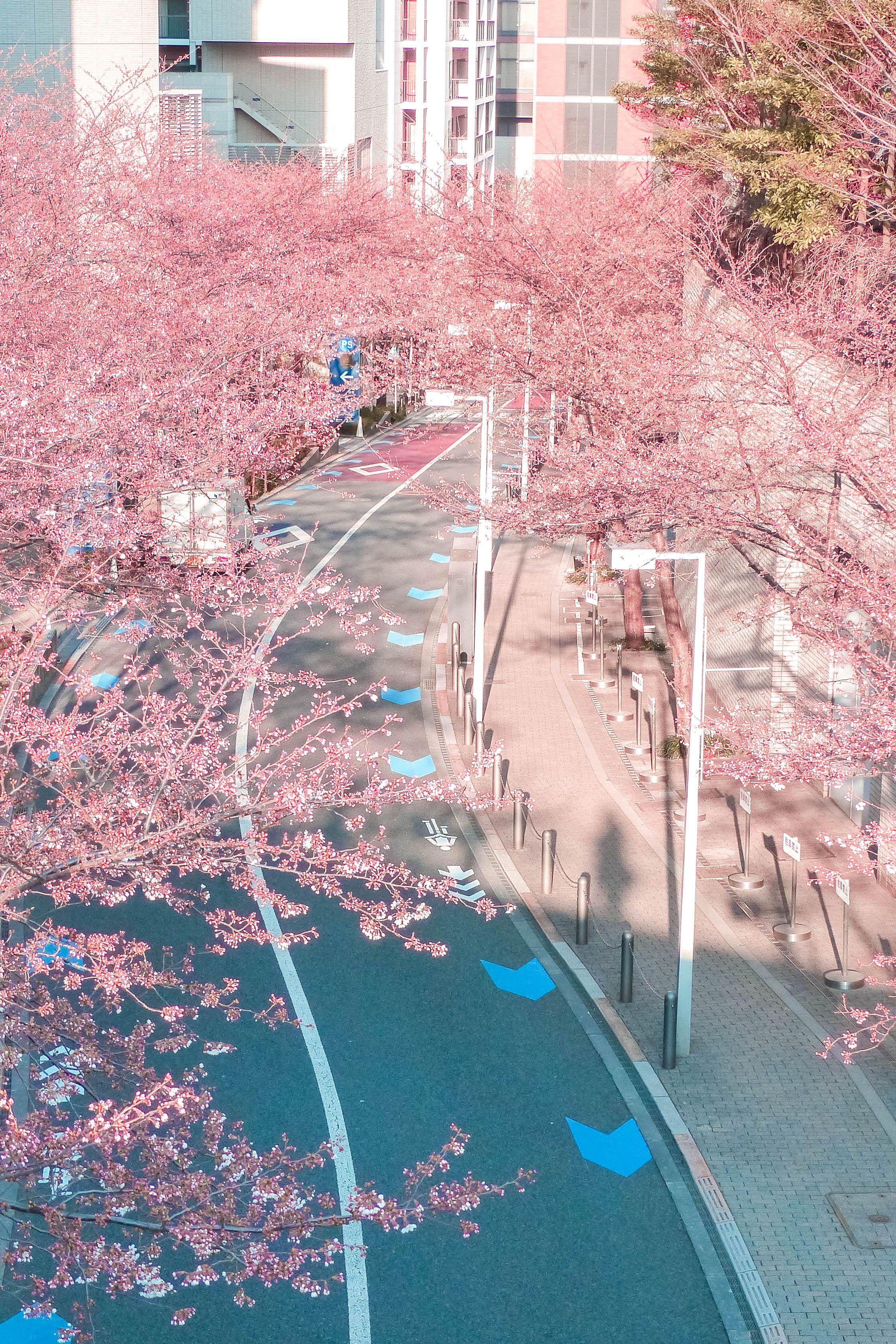 2248x3372 Free download 25 Best Places to See Cherry Blossoms in Tokyo Free Guide [2248x3372] for your Desktop, Mobile & Tablet. Explore Anime City Spring Wallpaper. Anime Background, City Background, City Wallpaper