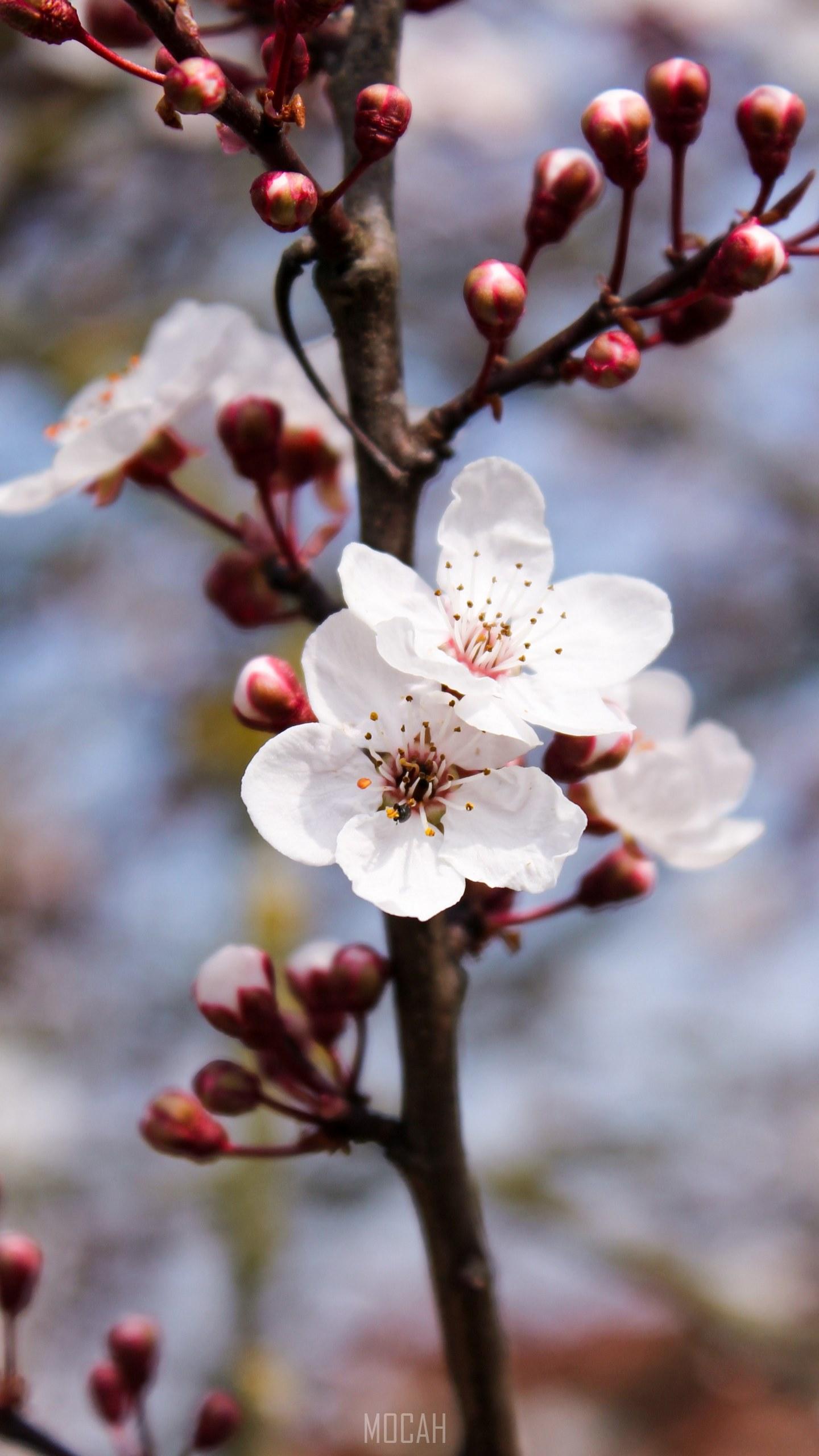 1440x2560 cherry blossoms, HTC Butterfly 3 wallpaper HD download, 1440x2560. Mocah HD Wallpaper