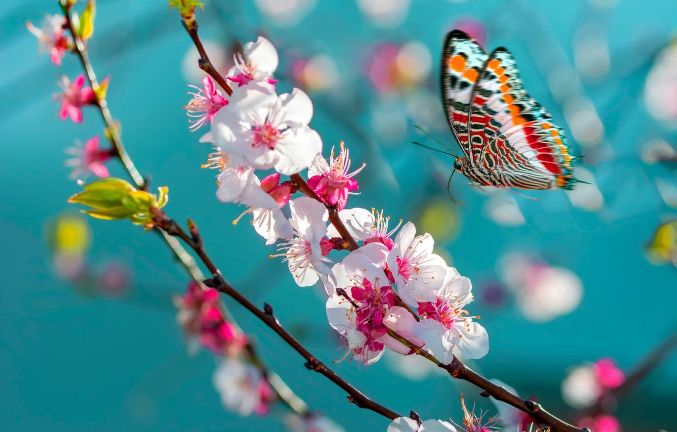 1332x850 Wallpaper macro, flight, flowers, butterfly, branch, spring, Sakura, insect, flowering, turquoise background image for desktop, section макро