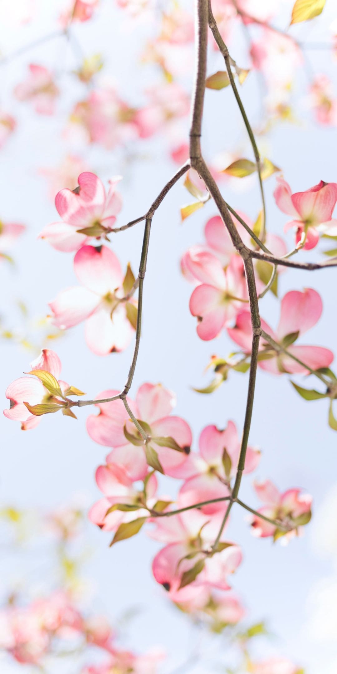 1080x2160 Cherry Blossom Wallpaper