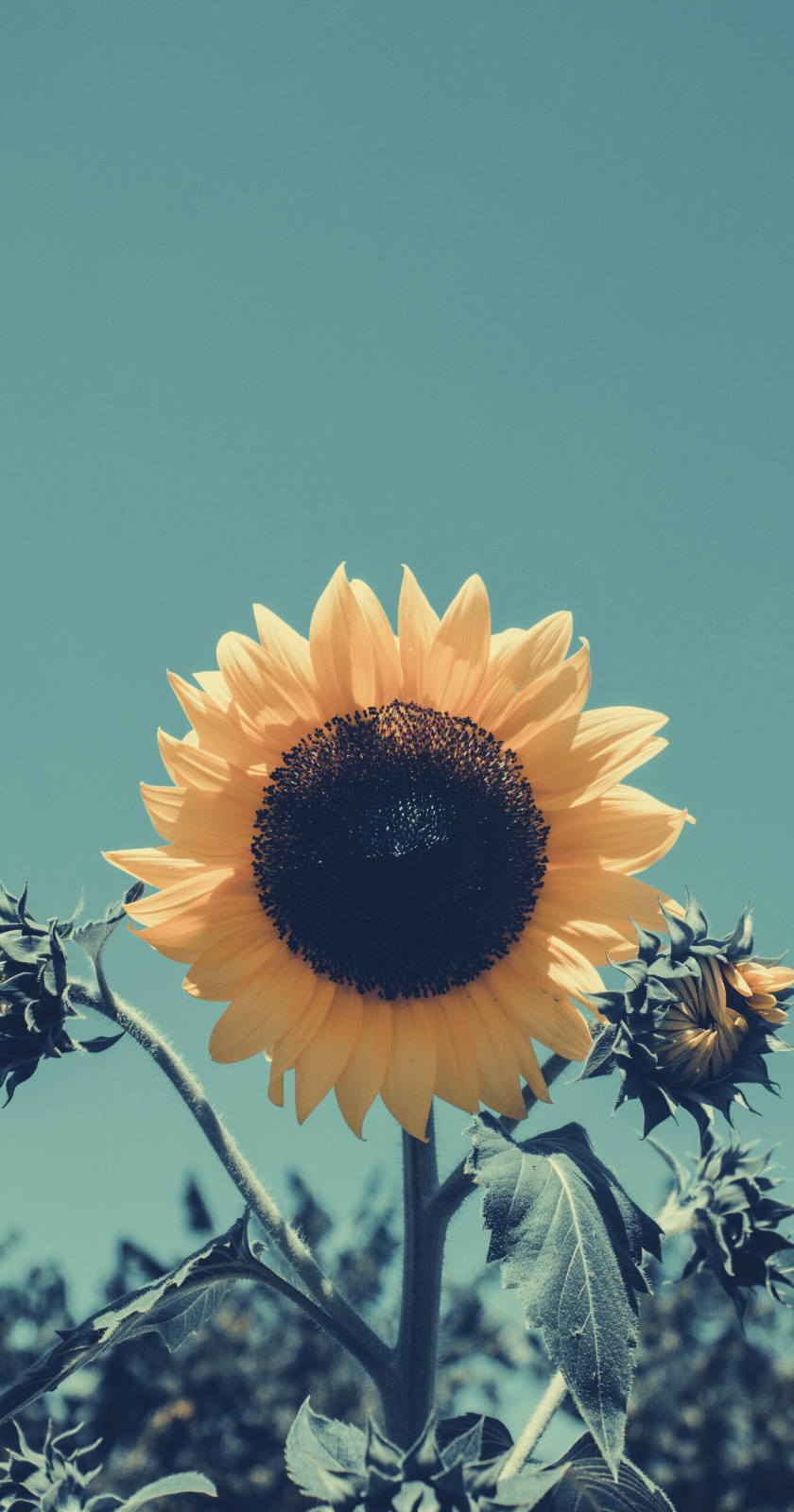 Sunflower Aesthetic iPhone Wallpapers - Top Free Sunflower Aesthetic iPhone  Backgrounds - WallpaperAccess