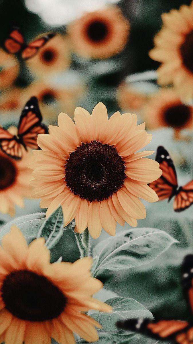 674x1200 Aesthetic; #phonebackground. Flower phone wallpaper, Sunflower iphone wallpaper, Butterfly