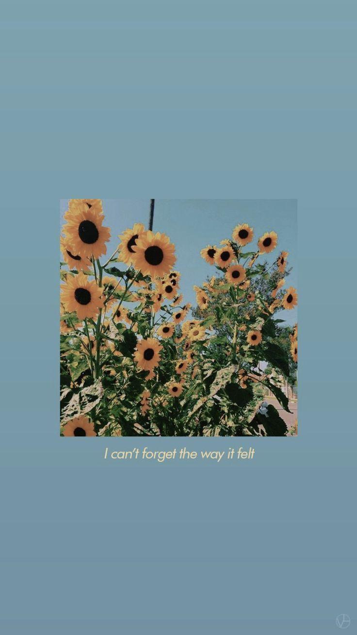736x1308 cute iphone lockscreen from tumblr xoxo. Sunflower wallpaper, Aesthetic iphone wallpaper, iPhone wallpaper vsco