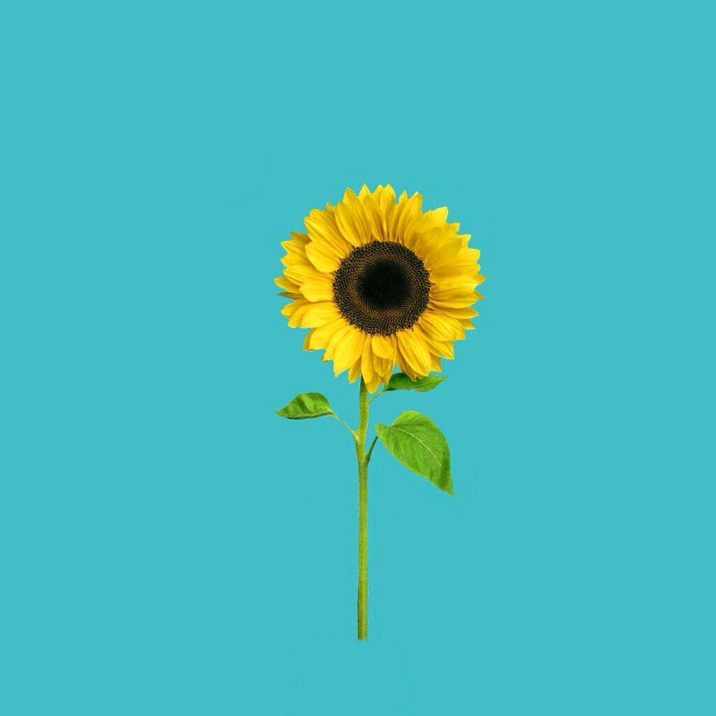 1024x1024 Aesthetic Sunflowers Wallpaper iPhone Wallpaper Portal