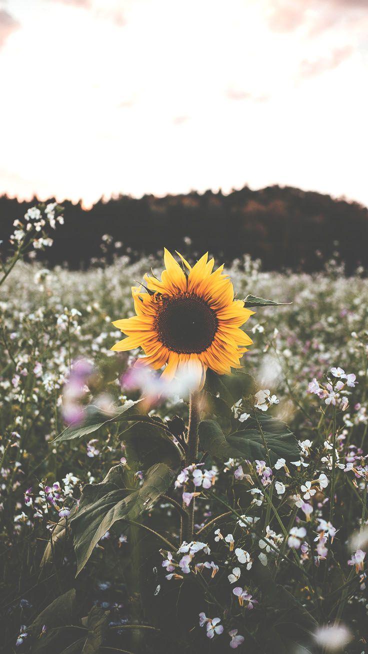 736x1308 Sunflower iPhone Wallpaper, HD Sunflower iPhone Background on WallpaperBat