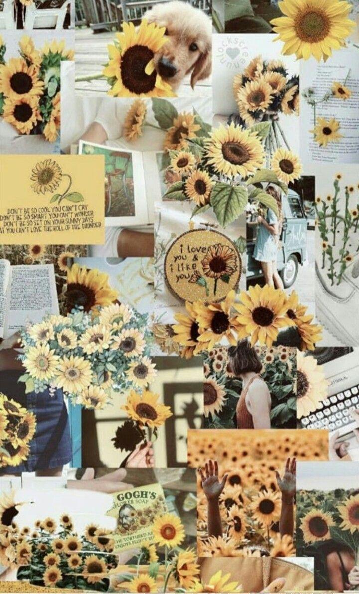 720x1190 Sunflower Aesthetic Collage Wallpaper