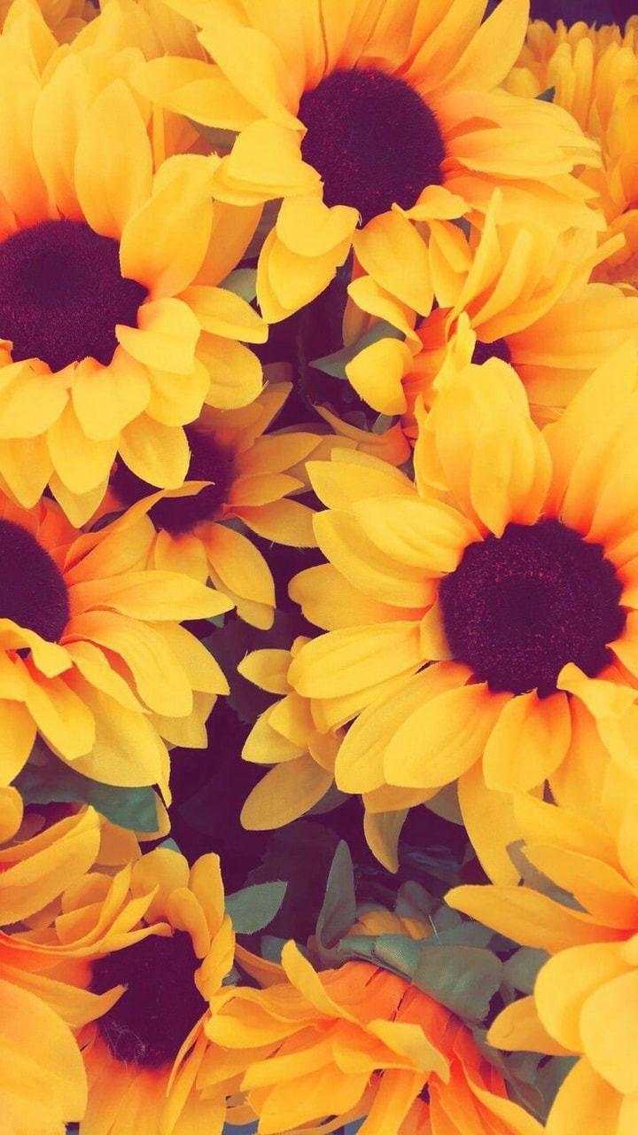 Sunflower Aesthetic iPhone Wallpapers - Top Free Sunflower Aesthetic