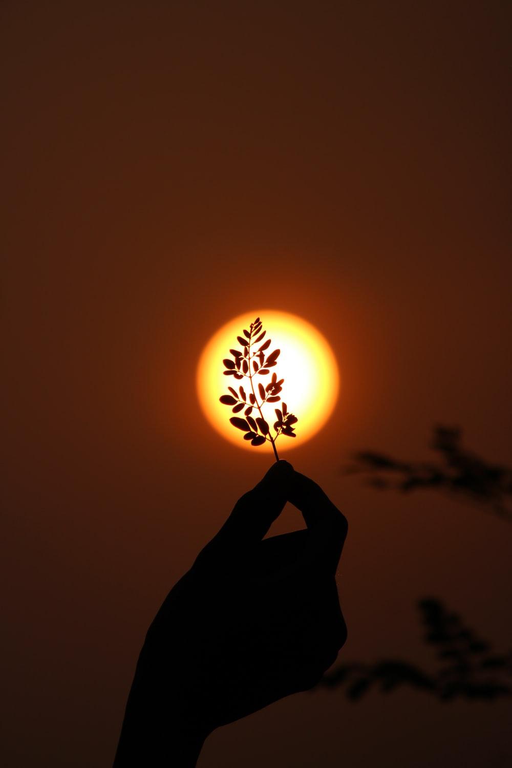 1000x1500 Flowers Sunset Picture. Download Free Image