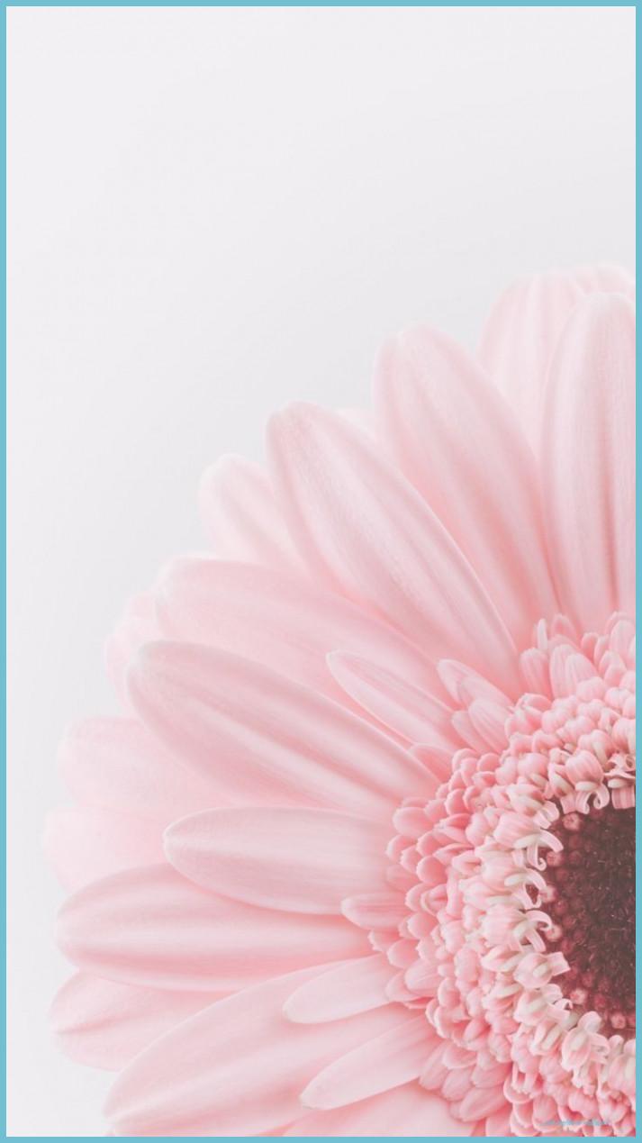 713x1269 Pink Sunflower Aesthetic Flower iPhone Wallpaper, Floral Sunflower Wallpaper