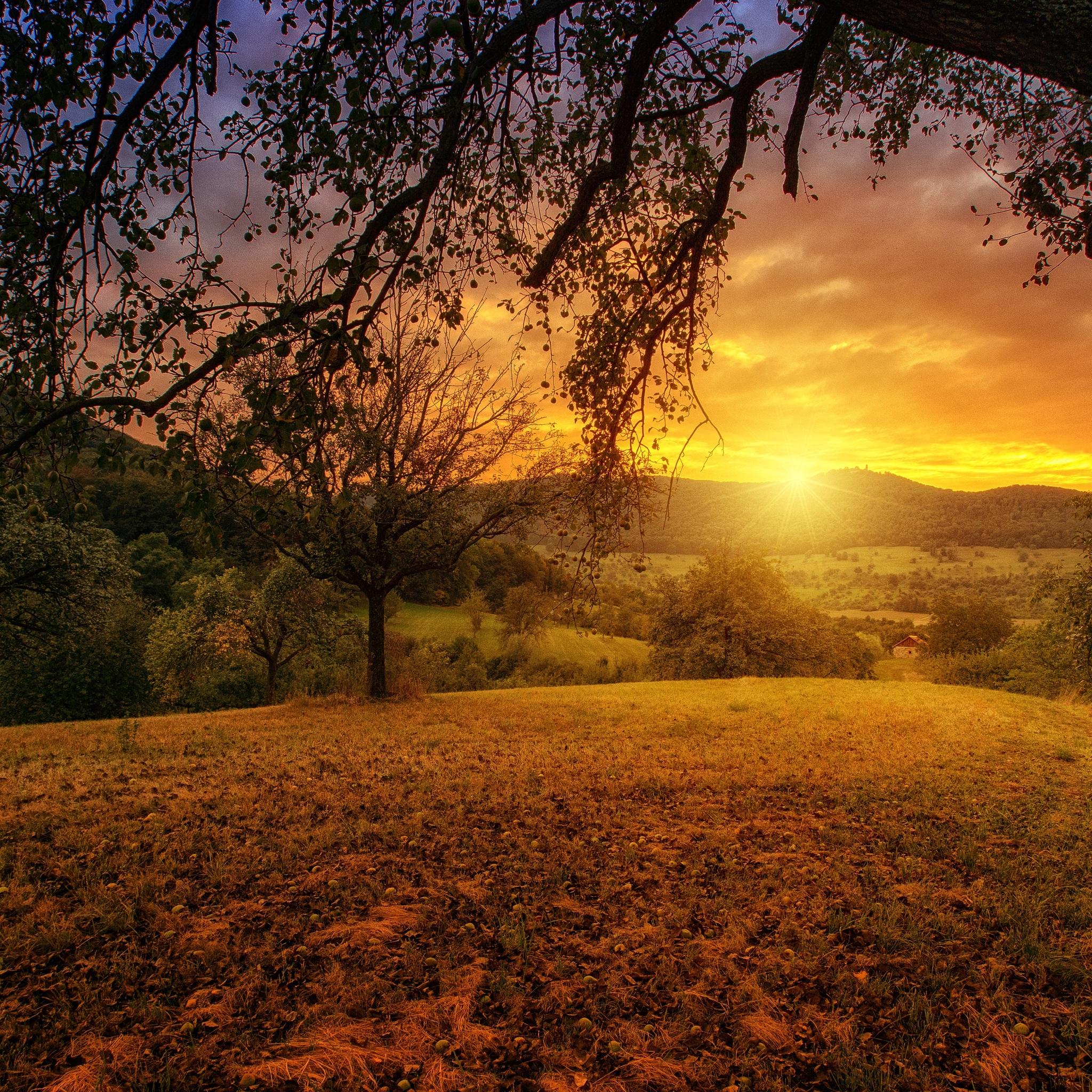 2048x2048 Tree Sun Aesthetic Dawn Landscape Panorama iPad Air HD 4k Wallpaper, Image, Background, Photo and Picture