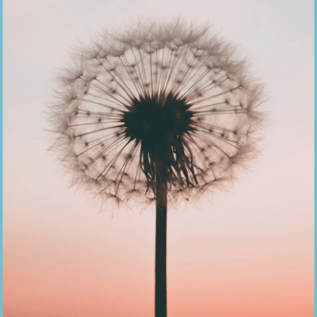 1024x1024 Aesthetic iPhone Wallpaper Sunflower Wallpaper, Landscape Wallpaper For iPhone