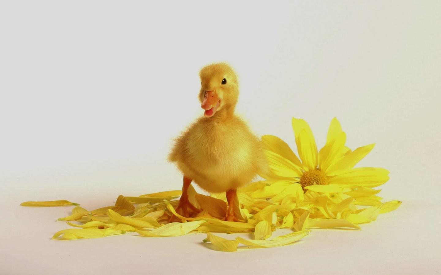 1440x900 Free download duck baby playing with yellow flower so cute picture of duck baby [1600x1000] for your Desktop, Mobile & Tablet. Explore Baby Ducks Wallpaper. Duck Wallpaper
