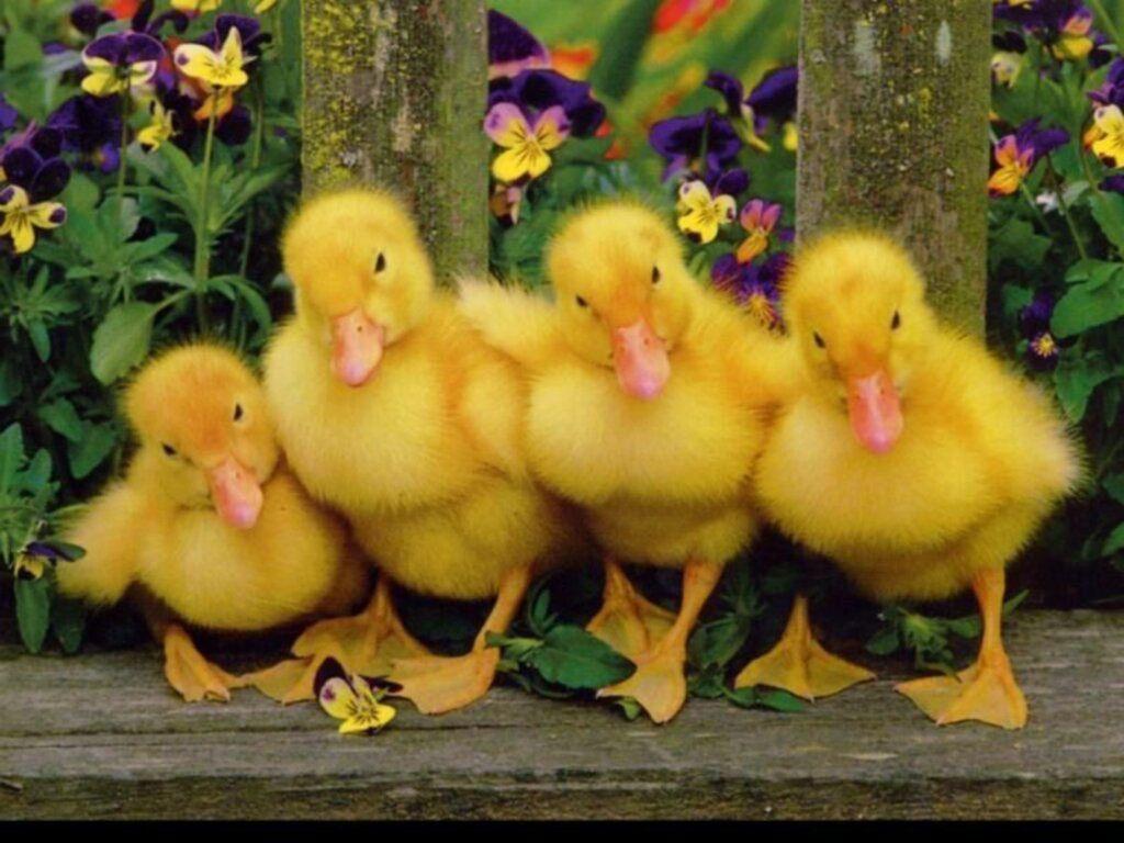 1024x768 Easter Ducks Wallpaper, HD Easter Ducks Background