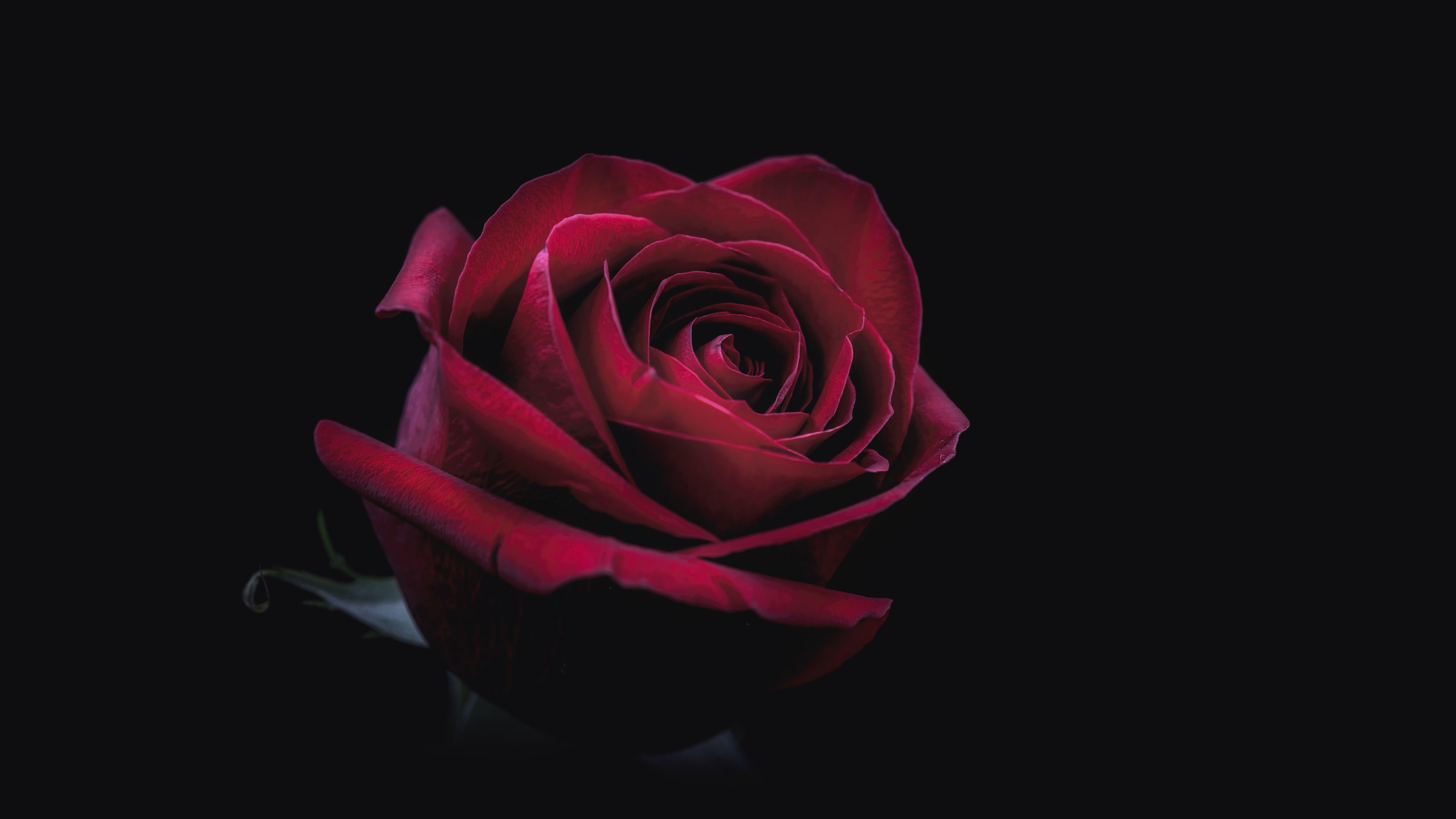 7680x4320 OLED 8K Wallpaper, HD OLED 8K Background