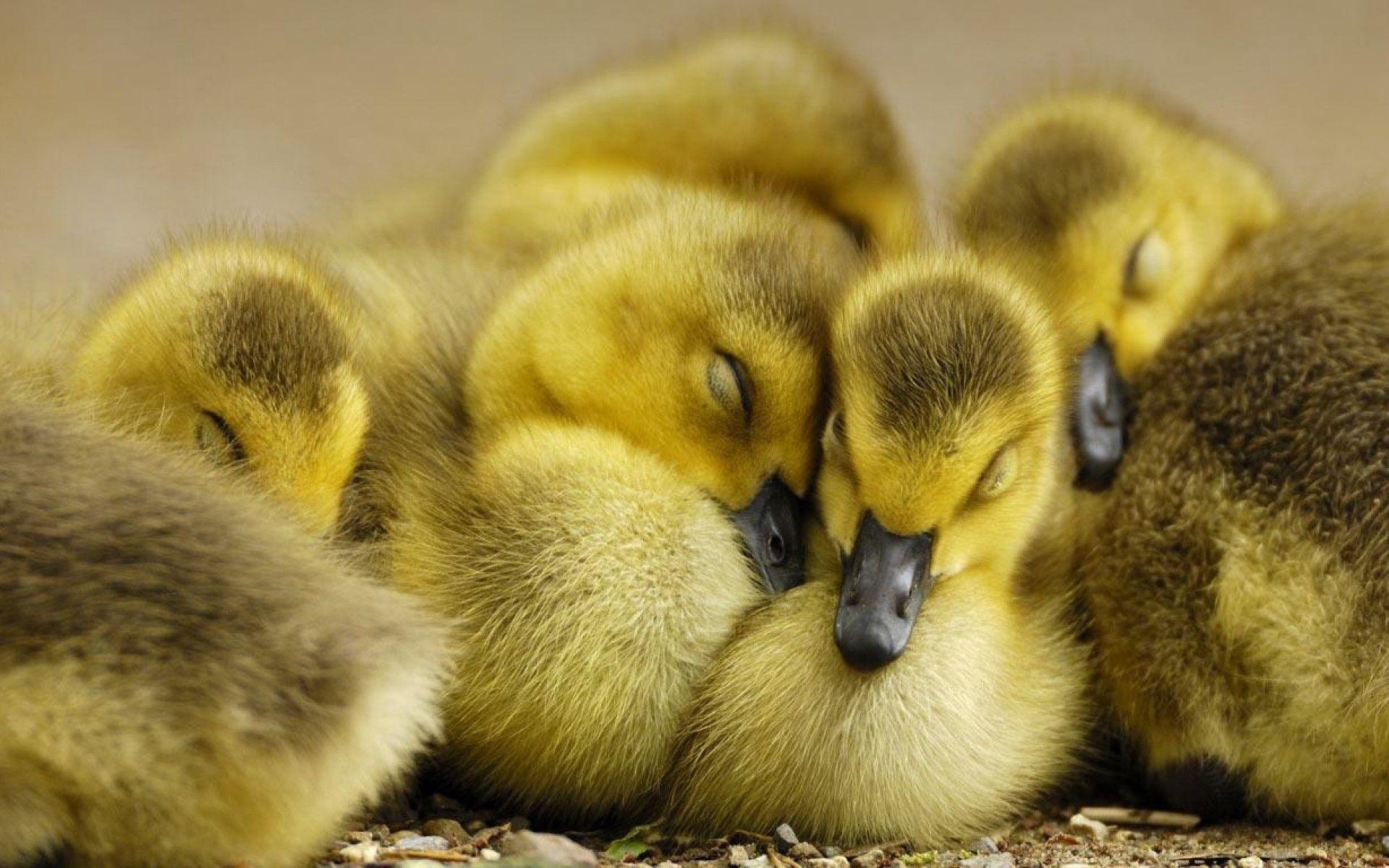 1920x1200 Baby Ducks Wallpaper