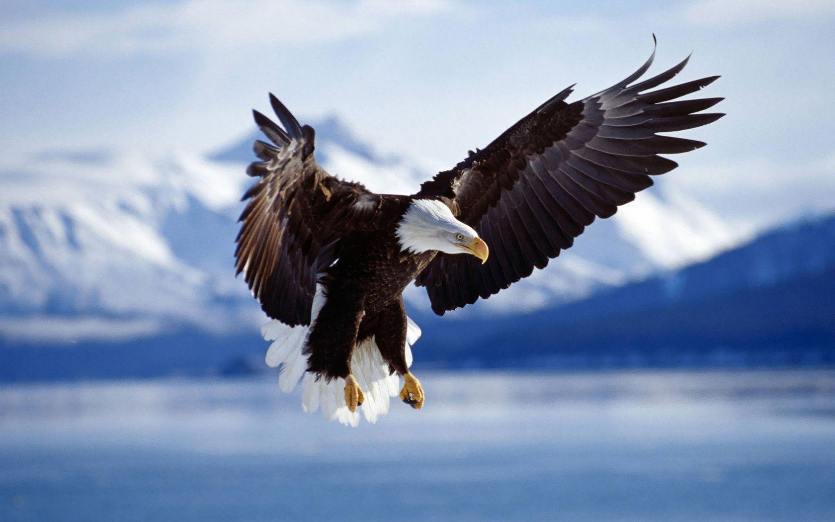 1680x1050 Bald Eagle Desktop Wallpaper