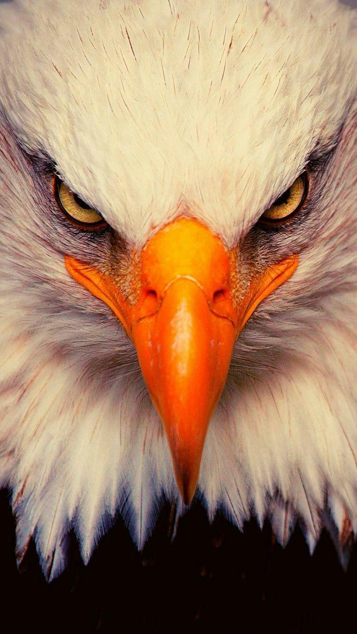 736x1308 Eagle Dark Wallpaper 4k