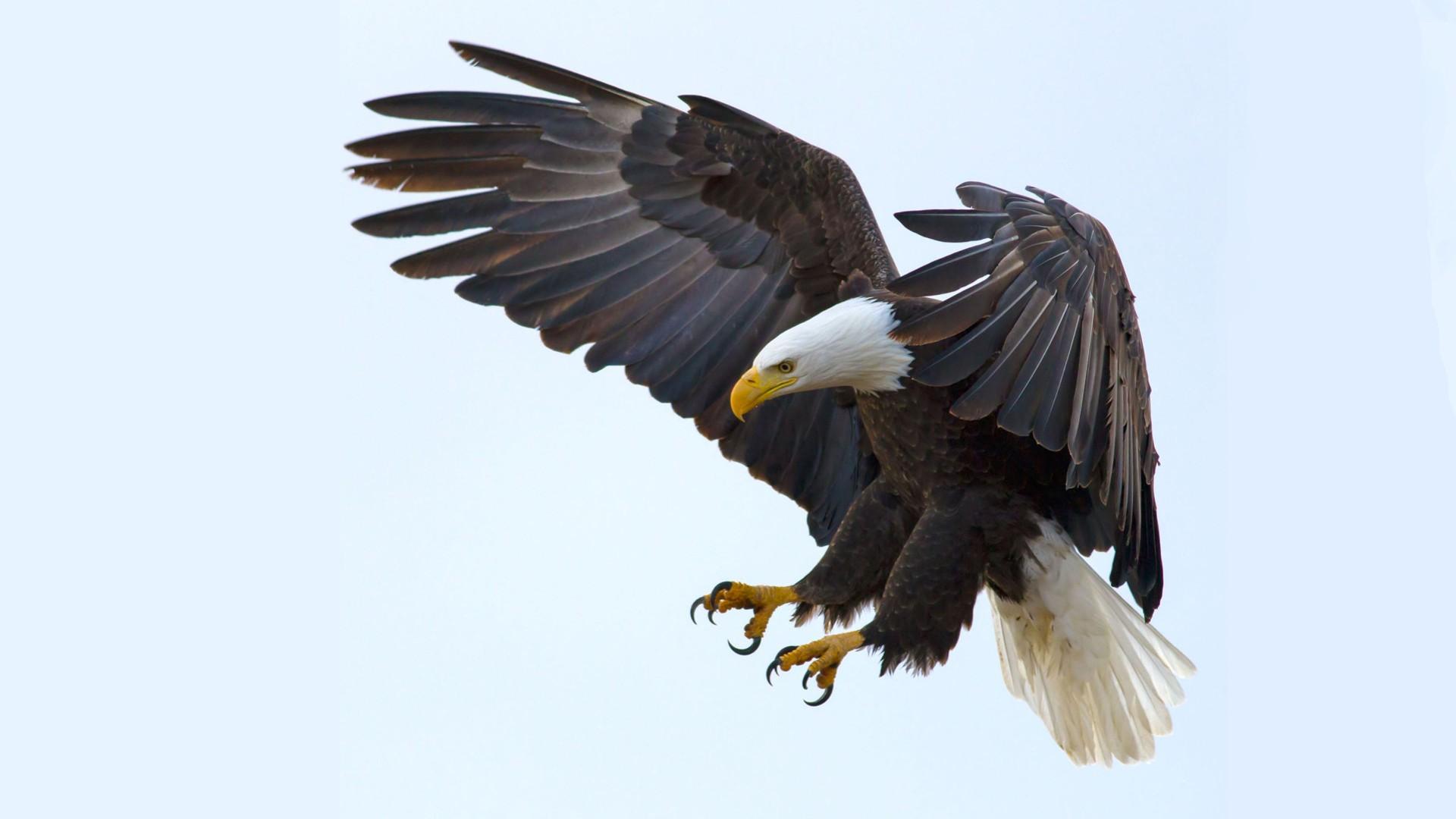 1920x1080 Native American Bald Eagle