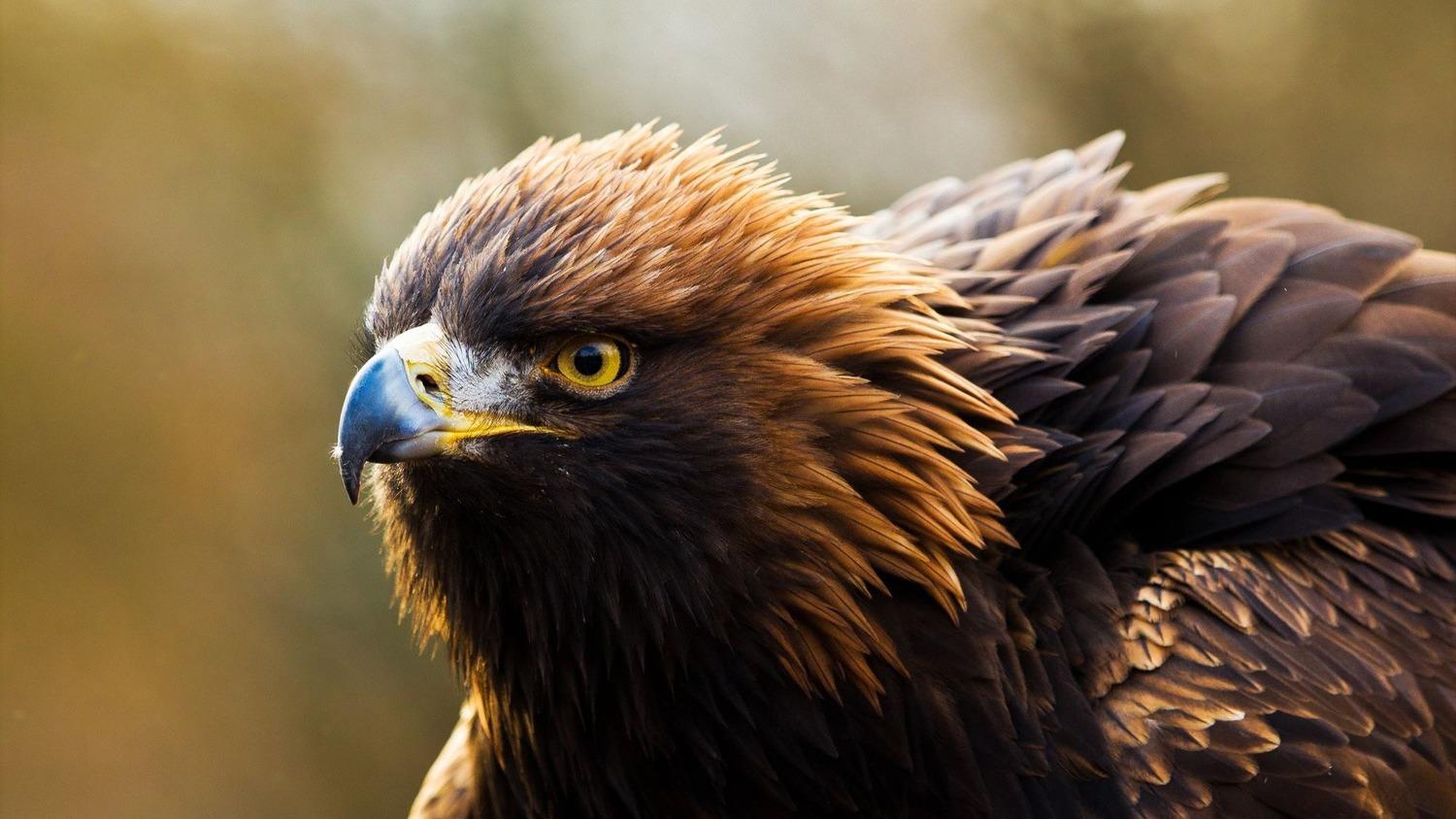 1500x844 Golden Eagles Nature Conservancy in Washington