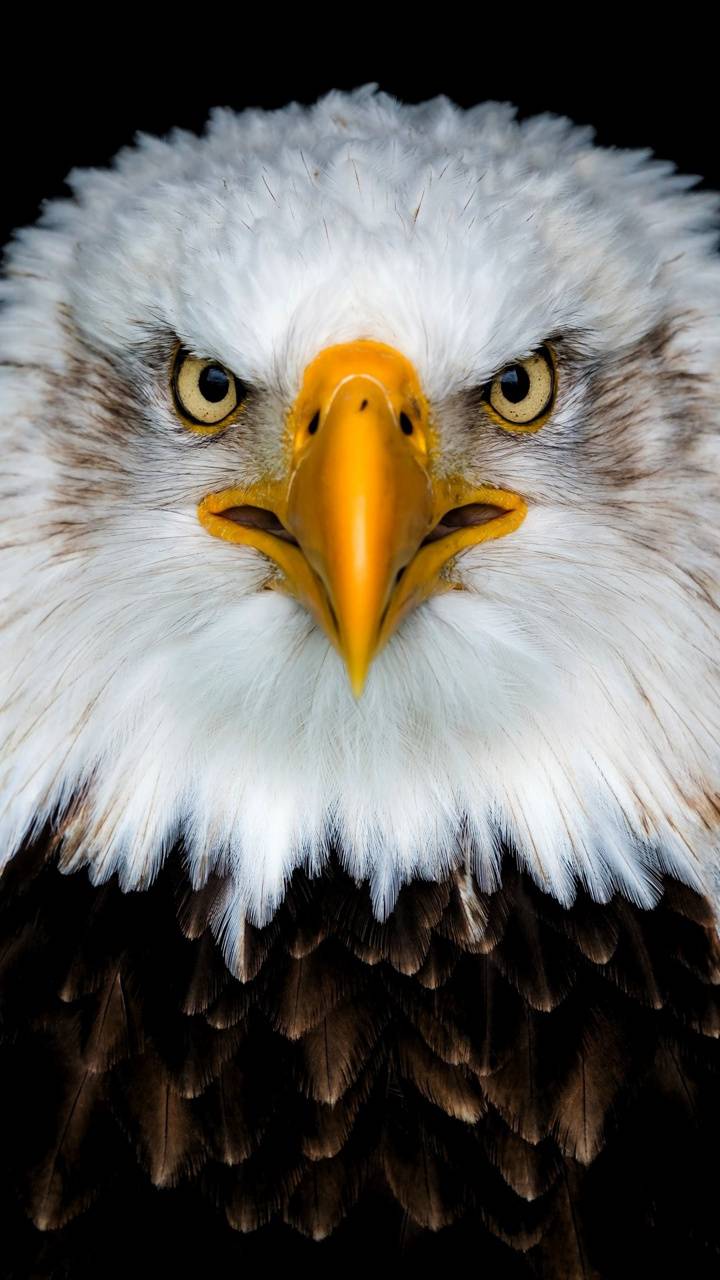 720x1280 Download 4k Eagle HD Wallpaper and Background