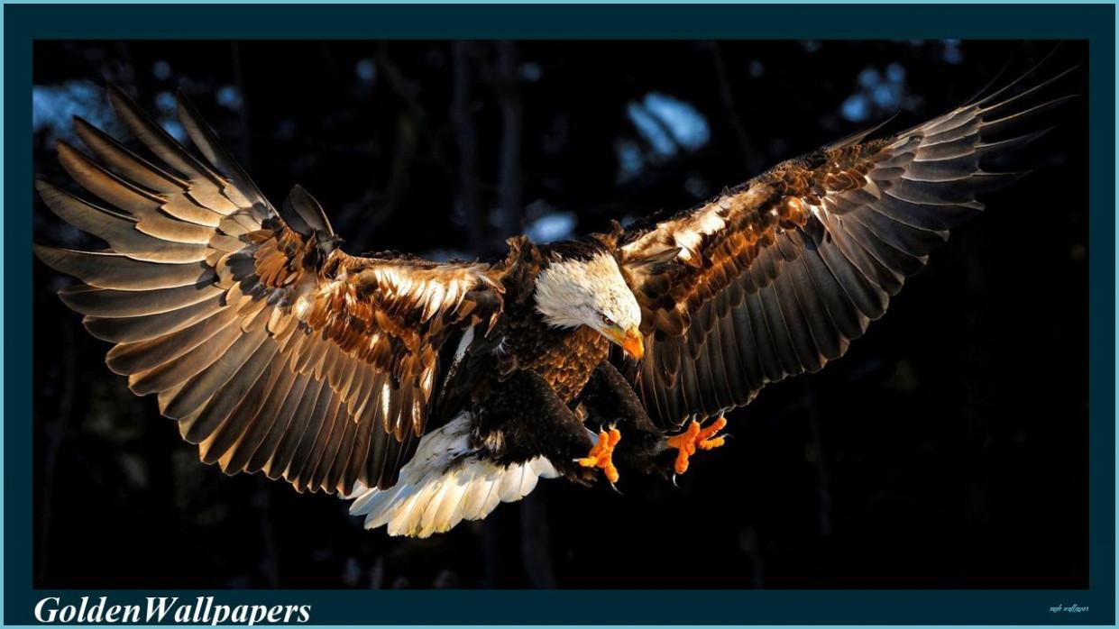 1241x698 Native American Eagle HD Wallpaper Free Native American