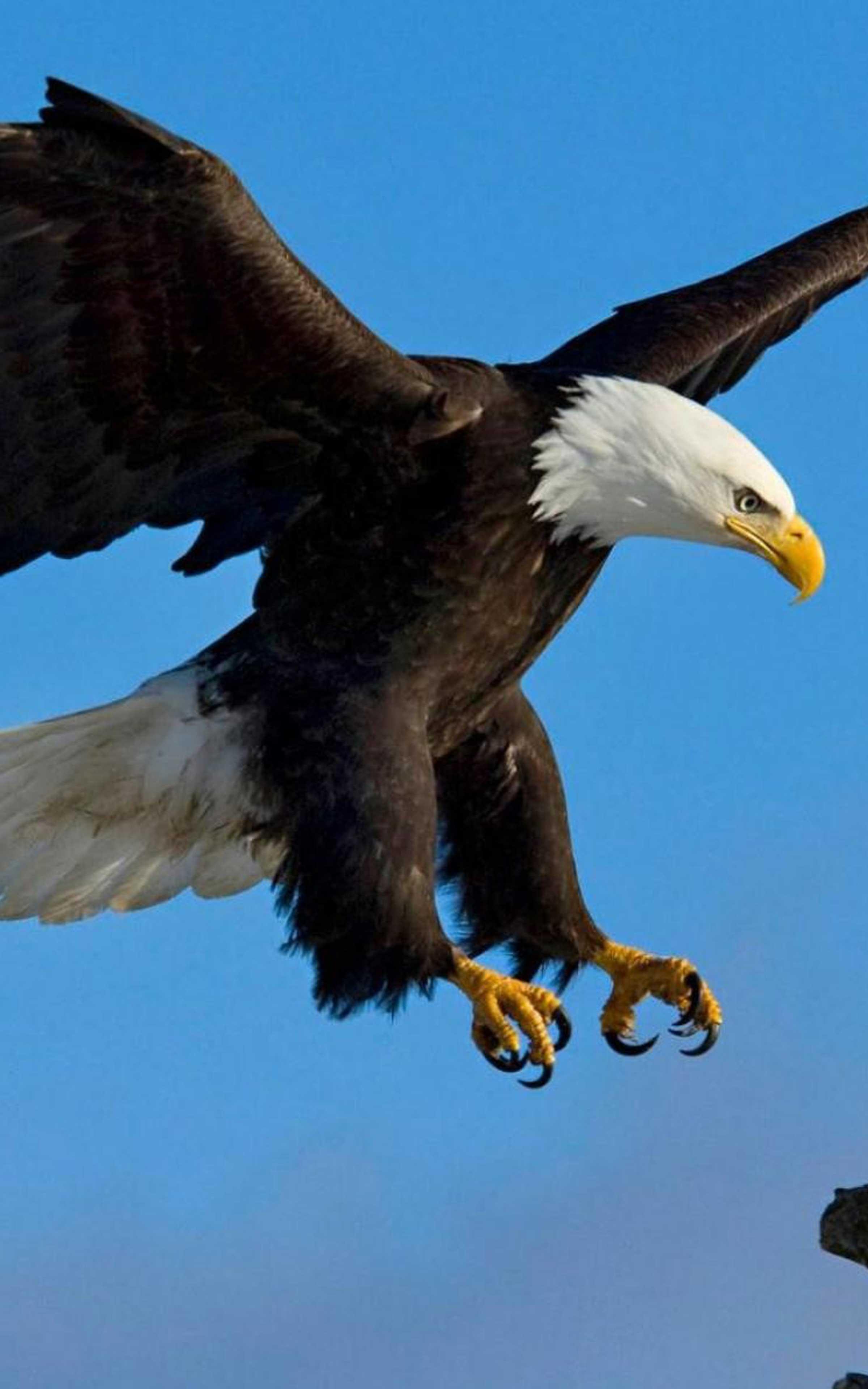 2400x3840 Wallpaper Eagle