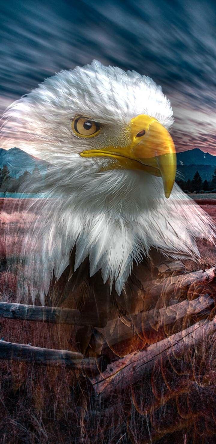 720x1480 4k Ultra HD Eagle wallpaper for Android and iPhone. Eagle wallpaper, Eagle image, Beautiful wallpaper for phone